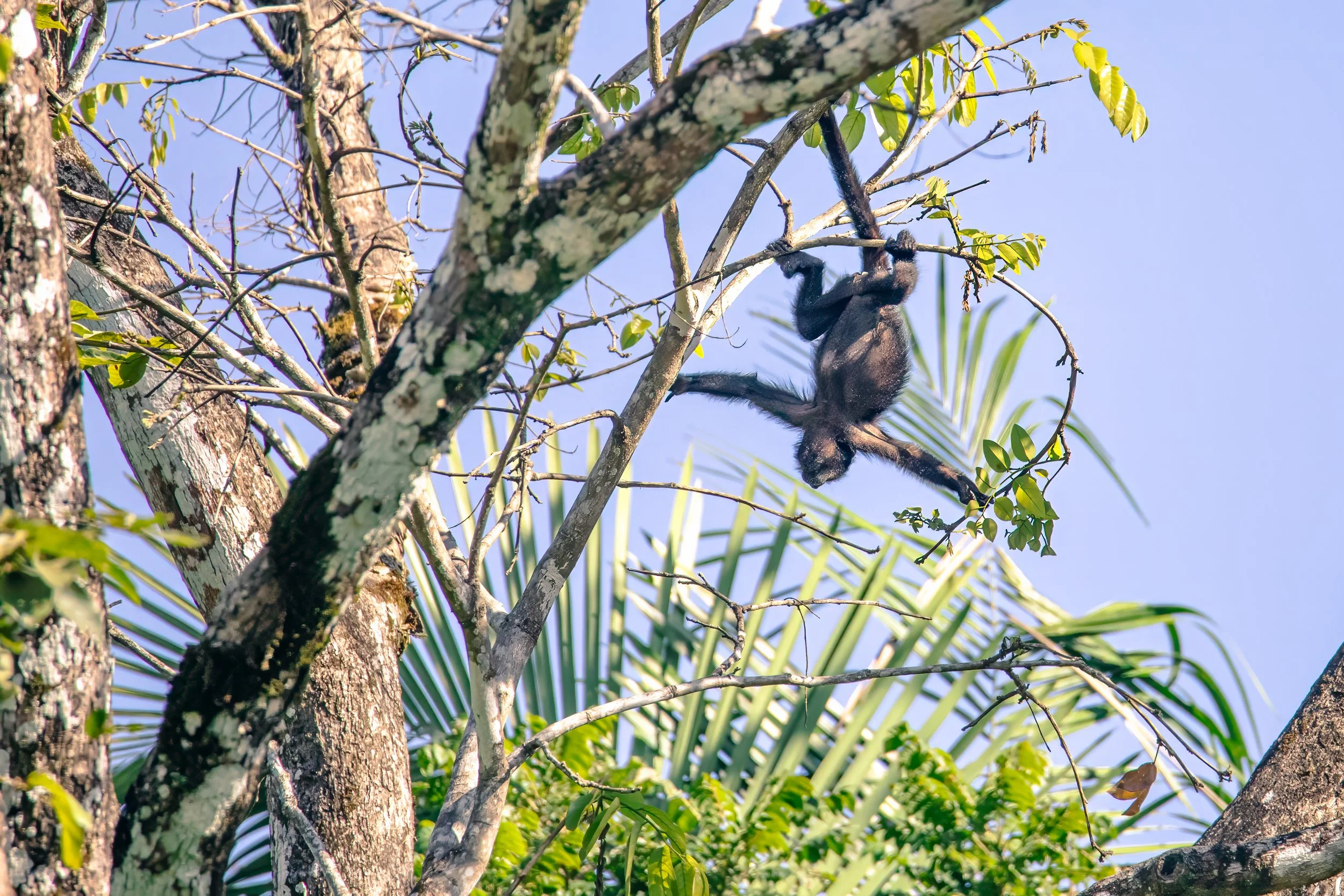 Baby Howler Showing Off.jpg
