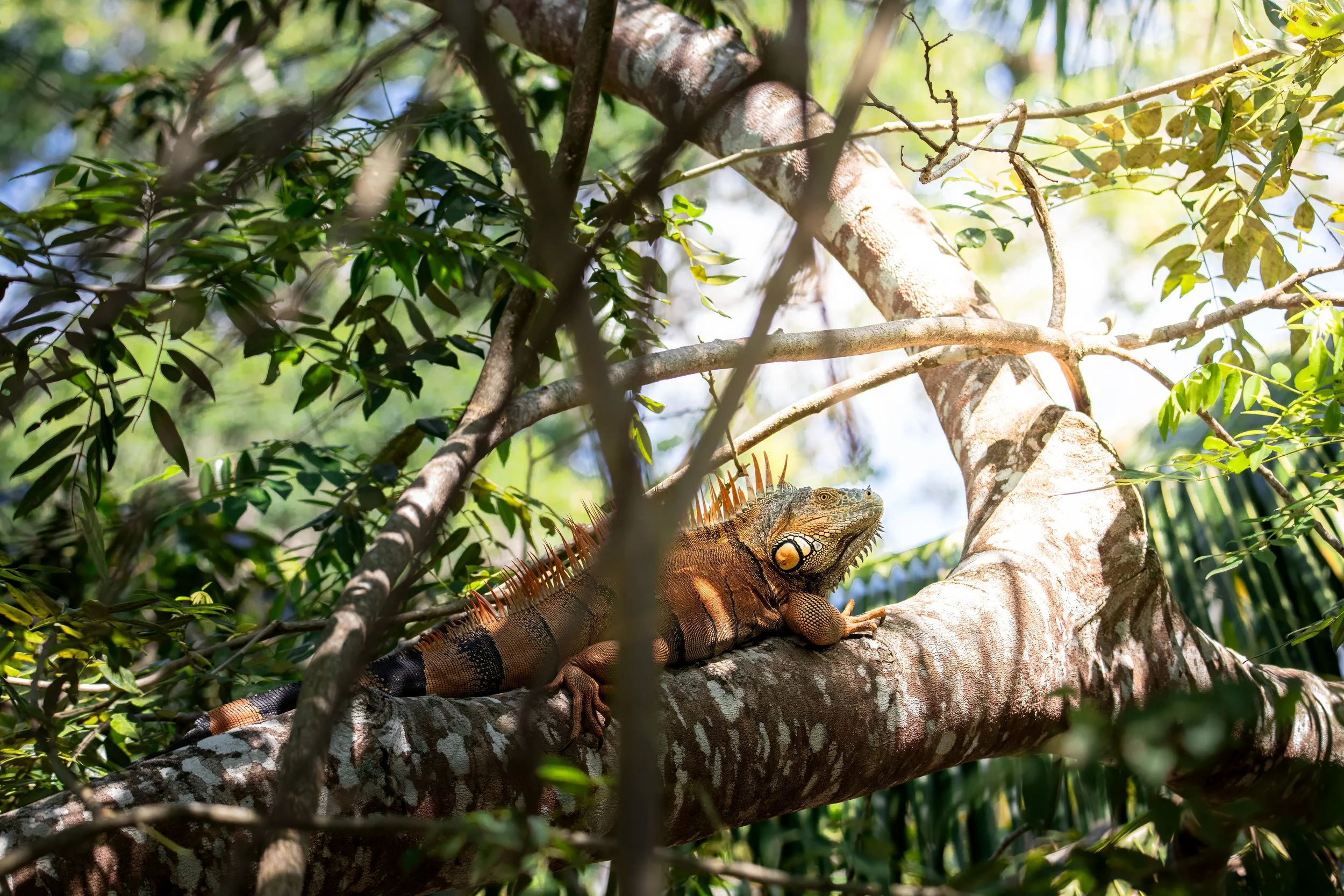 Big Orange Iguana Dude.jpeg