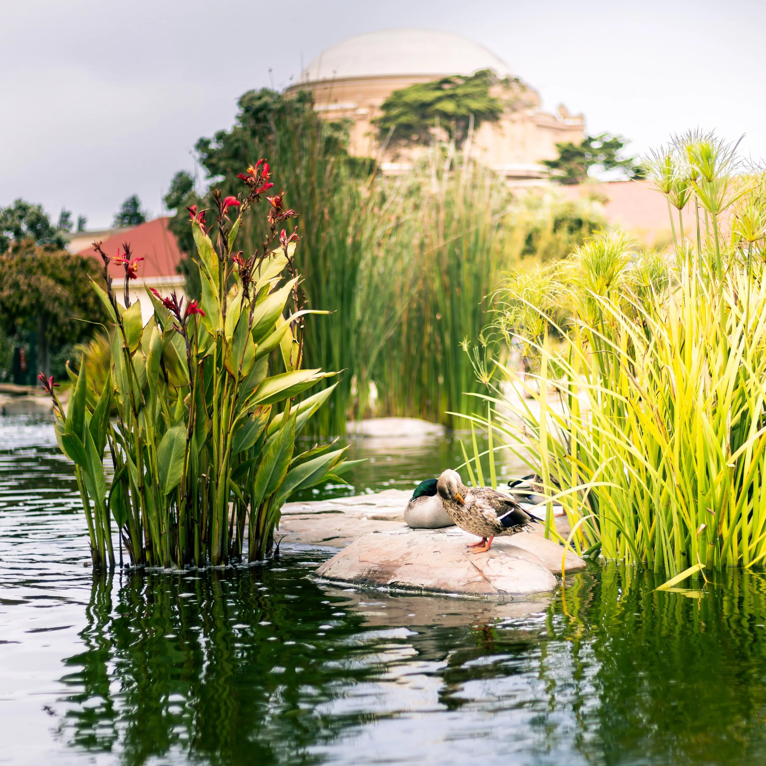 Presidio Duck with a Palace View.jpeg