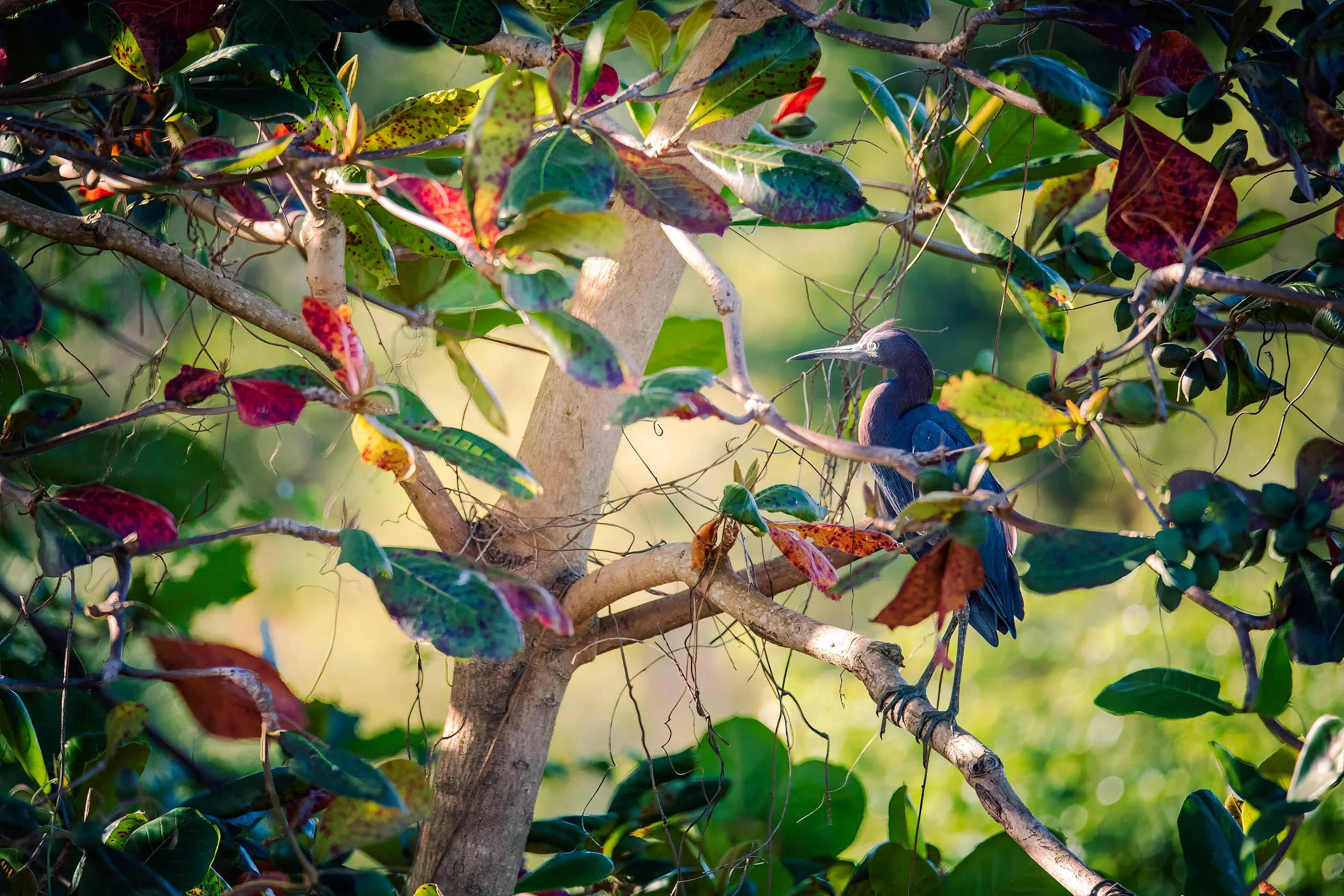 Heron in the tropics.jpg