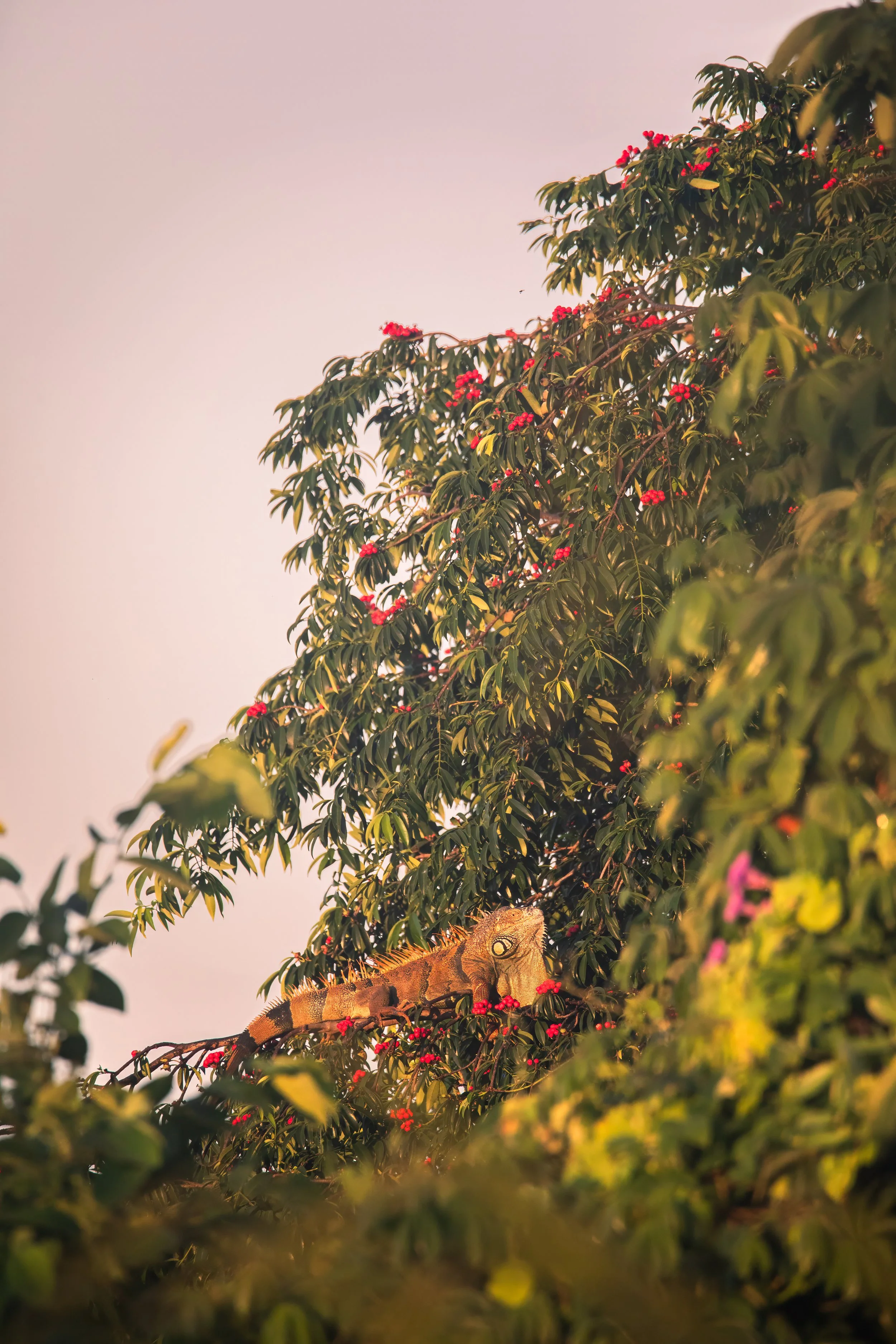 Iguana and Howler Monkey 