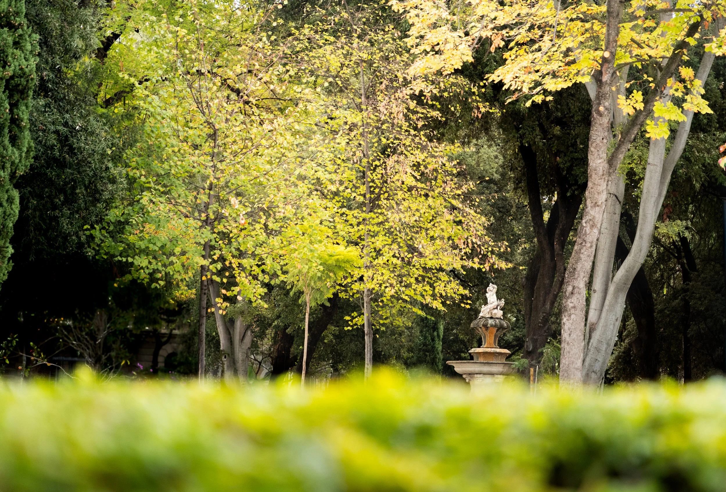 Darden Park foliage glowing in the morning.
