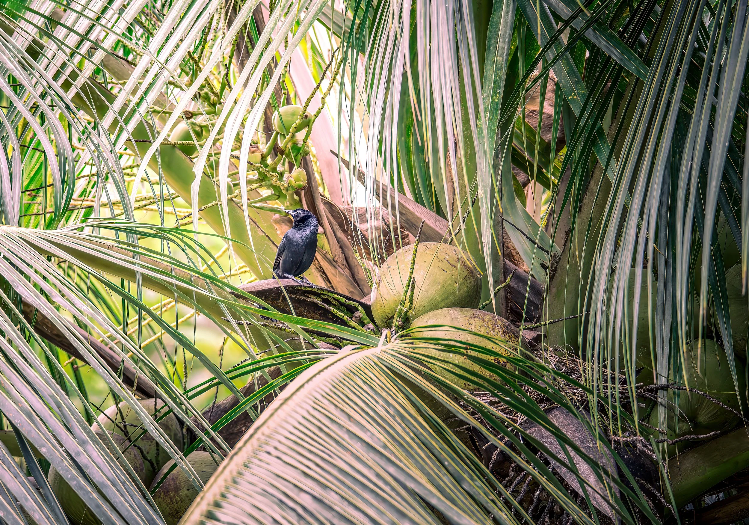 Little Black Bird in a Coco Tree.jpg