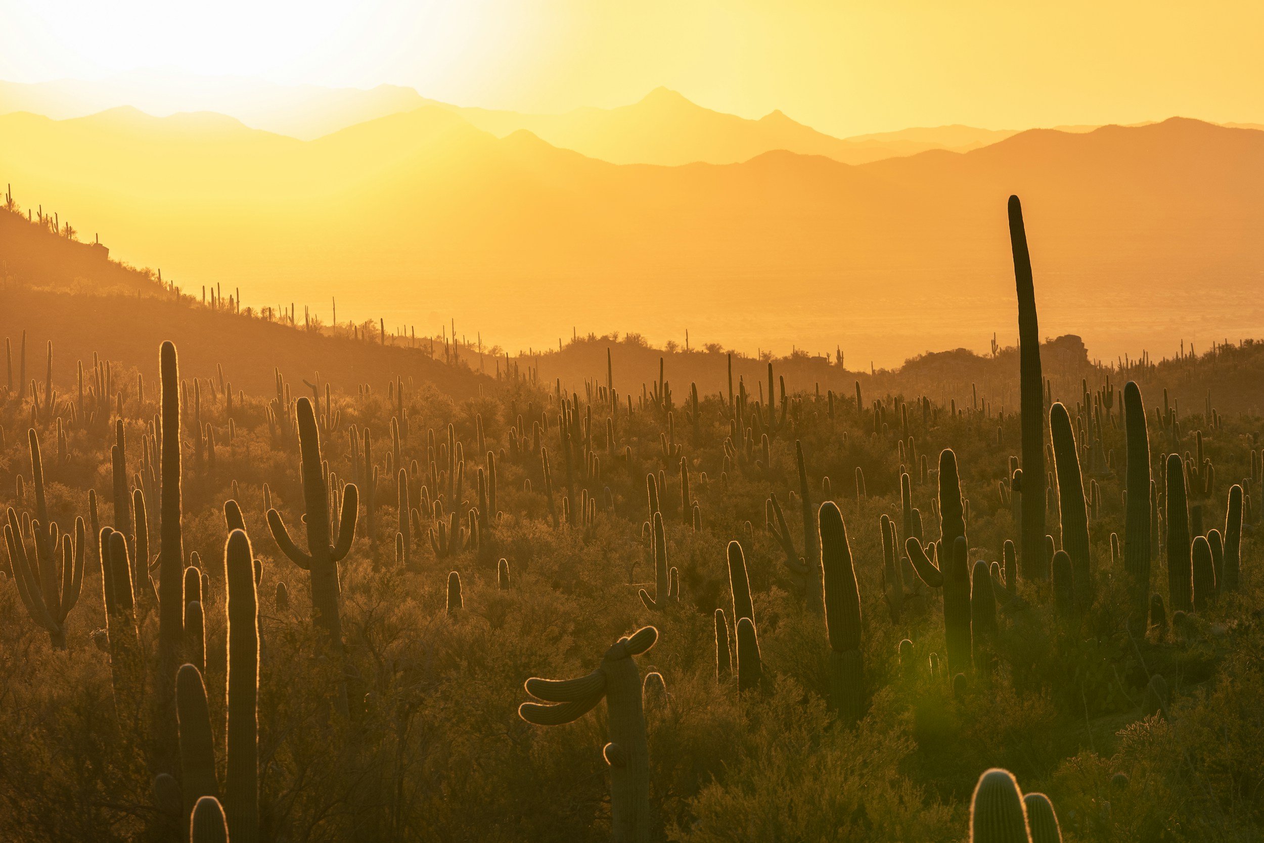 Voting Guide 2024 Arizona