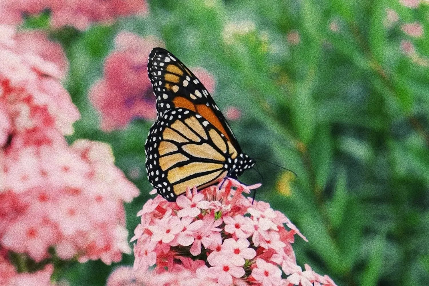 How Butterfly challenges our perception of human trafficking in Canada