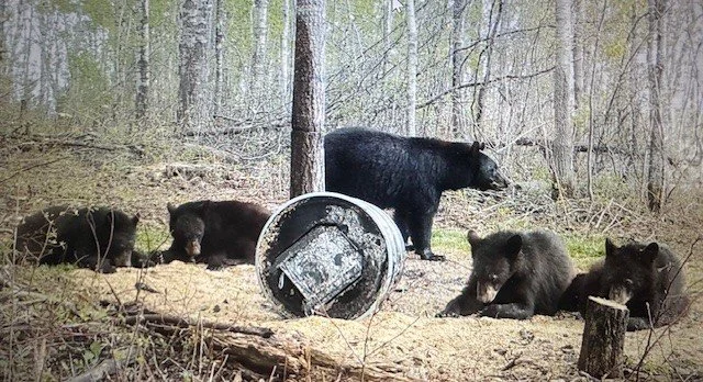 bear trail cam 5.jpg