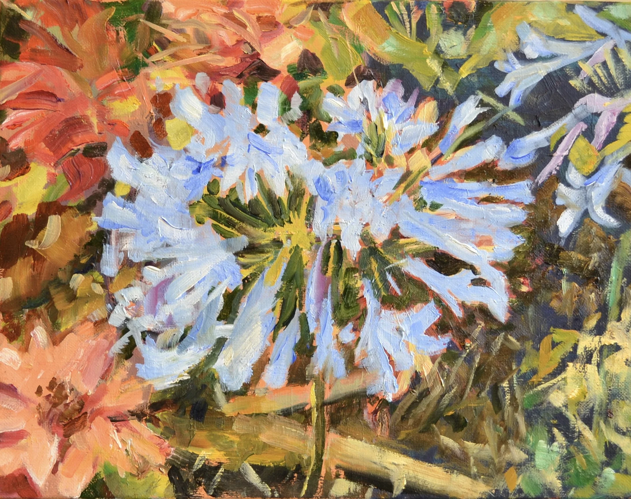Pat Mahony, Agapanthus (Hawaii), 2026, Oil on canvas, 11 x 14 in