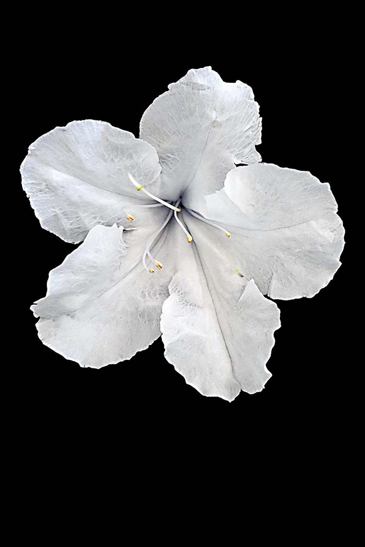 George Tchobanoglous, White Azelea, inkjet print, 18 x 12 in