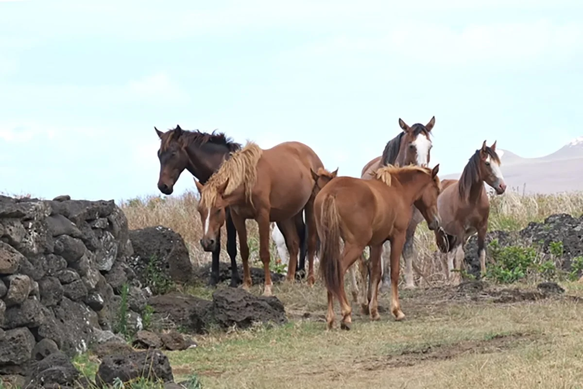 George Tchobanoglous, Horses of Easter Island, inkjet print, 12 x 18 in