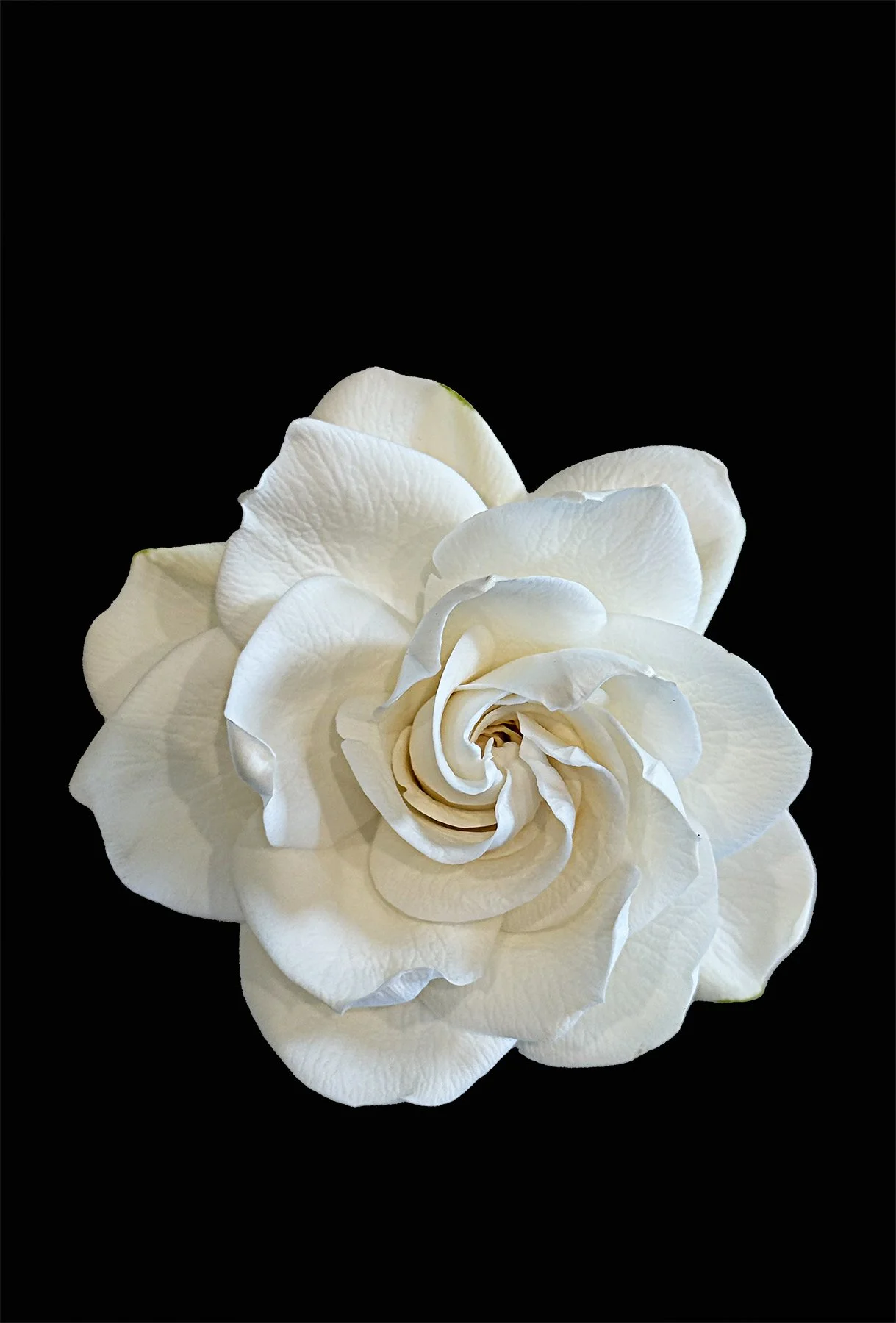 George Tchobanoglous, White Gardenia (Jasminoides veitchi), inkjet print, 18 x 12 in