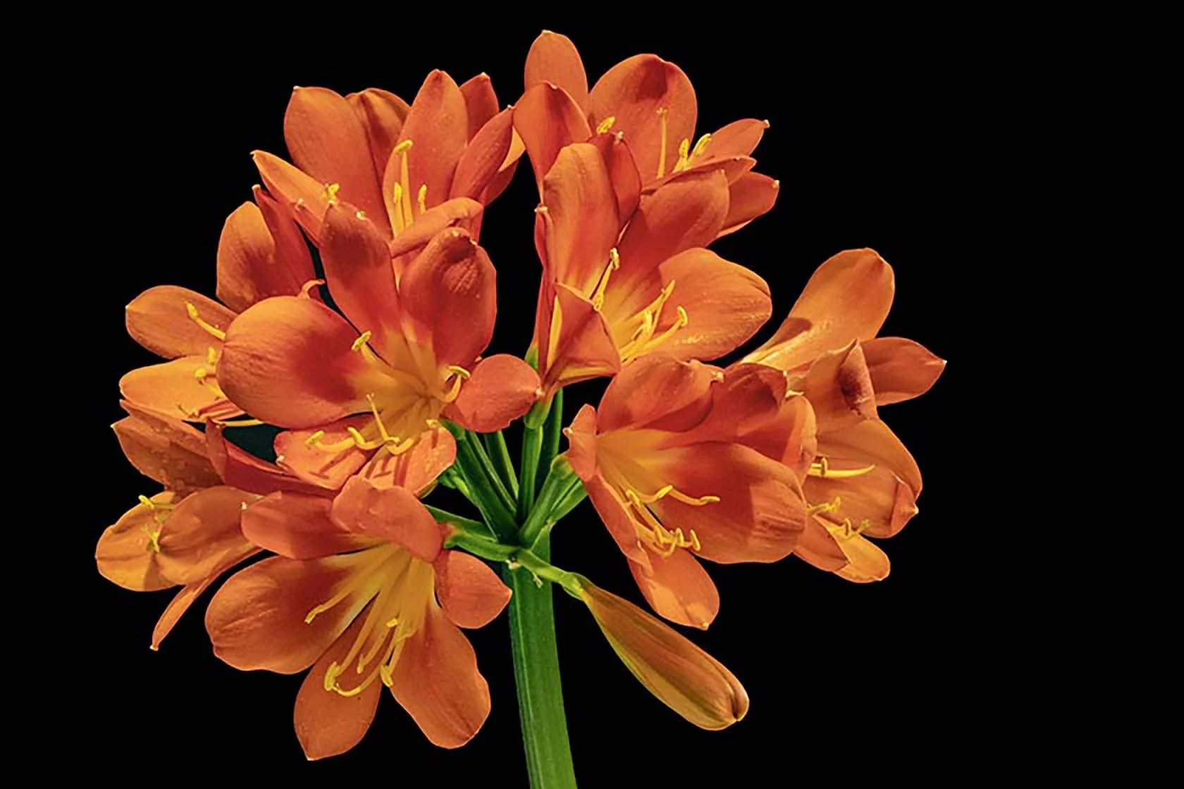 George Tchobanoglous, Bush Lily (Clivia Miniata), inkjet print, 12 x 18 in