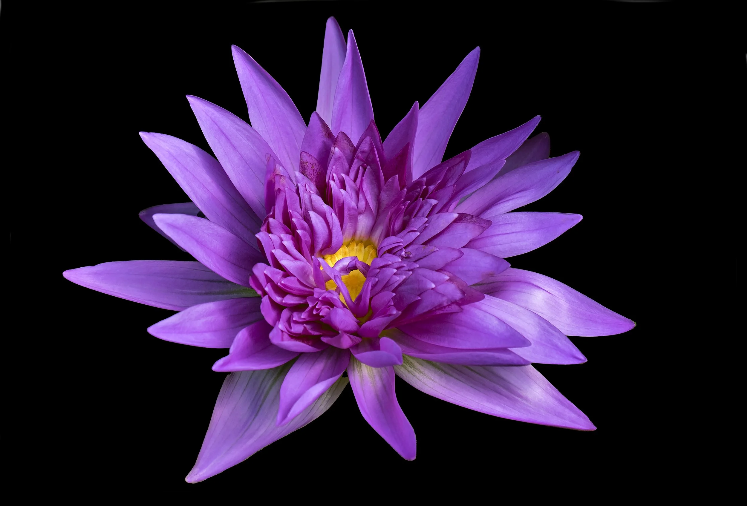 George Tchobanoglous, Ultraviolet Water Lily (Nymphaea sp.), inkjet print, 12 x 18 in
