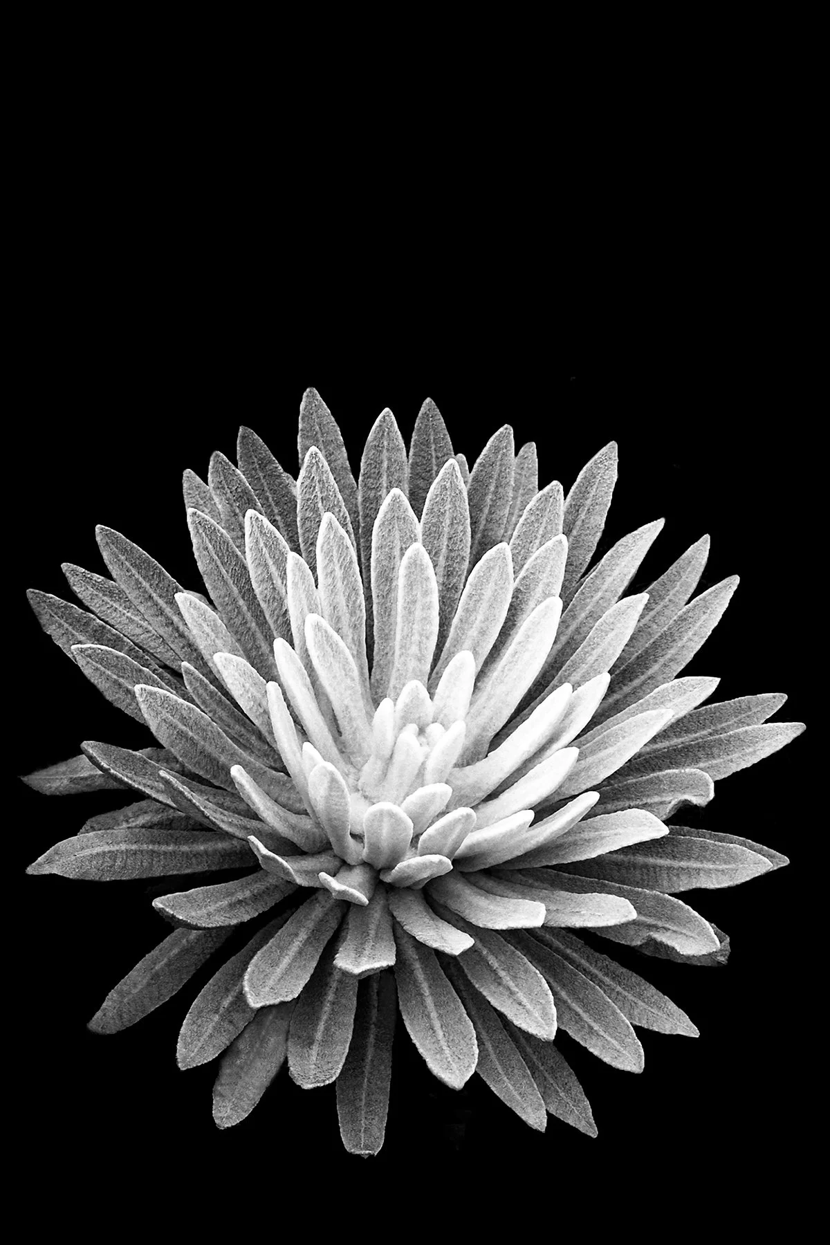 George Tchobanoglous, Frailejónes (Espeletia), inkjet print, 18 x 12 in