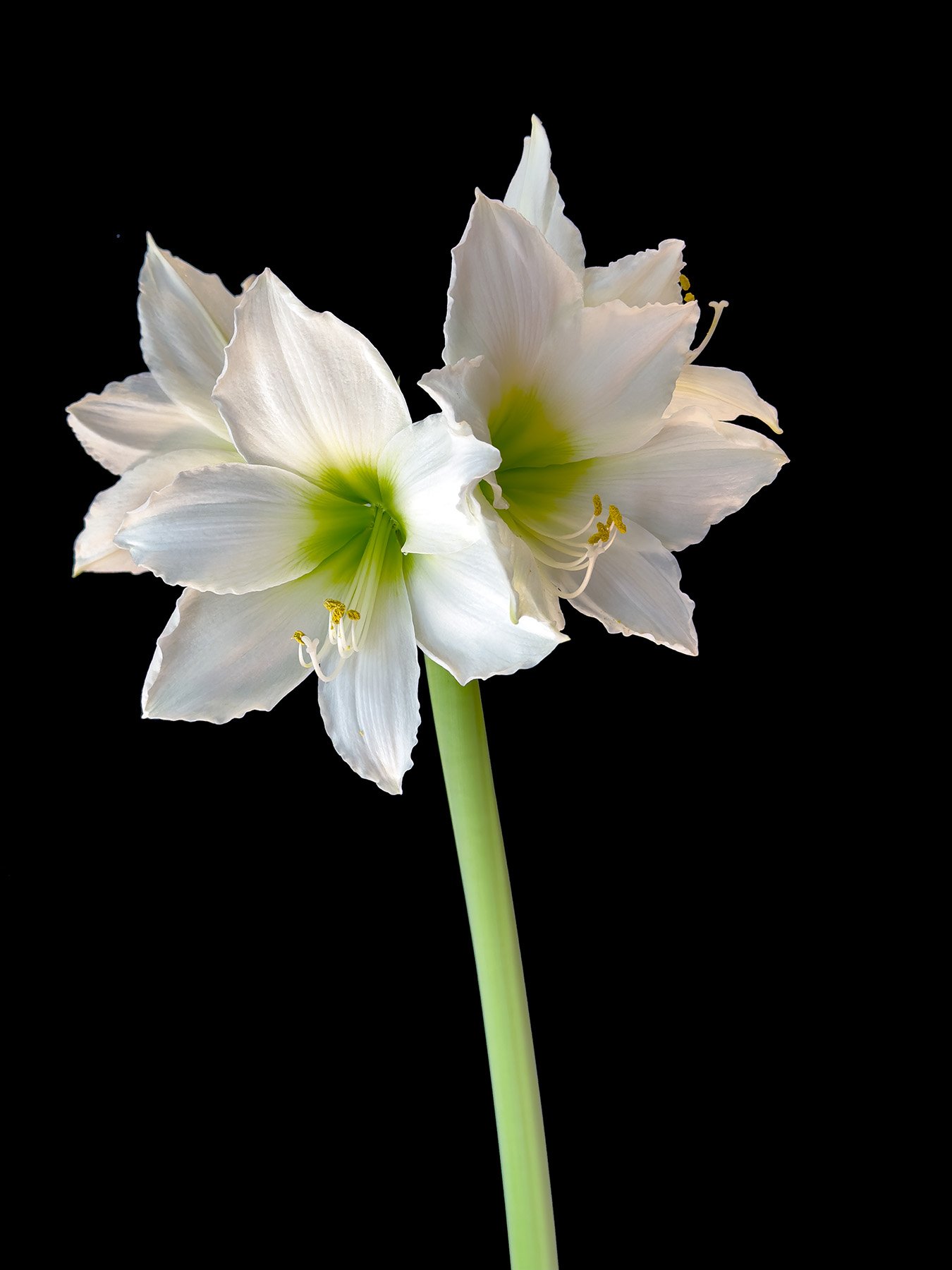 George Tchobanoglous, White Amaryllis (Hippeastrum), inkjet print, 18 x 12 in