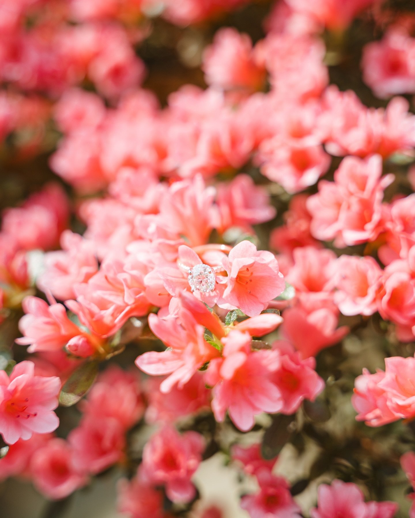 time to bring some spring colors to my feed and what better way than hannah + williams spring engagement!!!

william found a secret garden to propose in and they laughed and hugged and smiled the entire time! I told them I felt like I was in a movie 