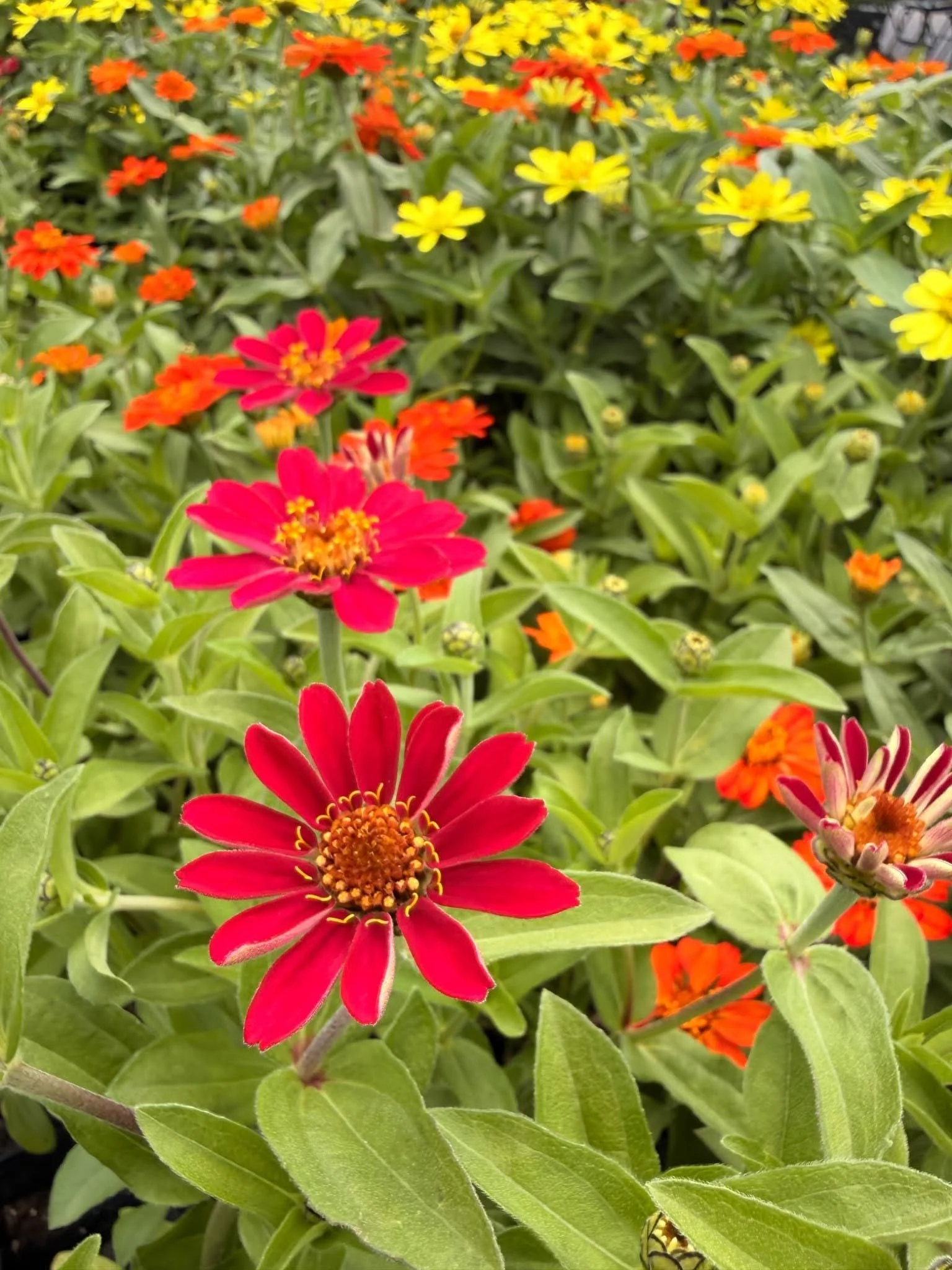 Zinnia flowers demonstrating blog topic on The Cut-Flower Garden: A Low-Stress Plan for Bouquets From July to Frost