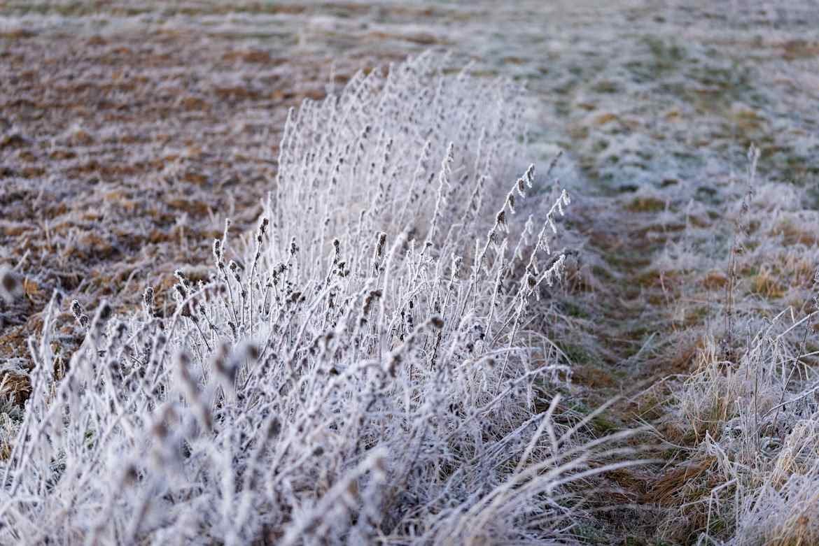 Winter Care for Perennials and Ornamental Grasses