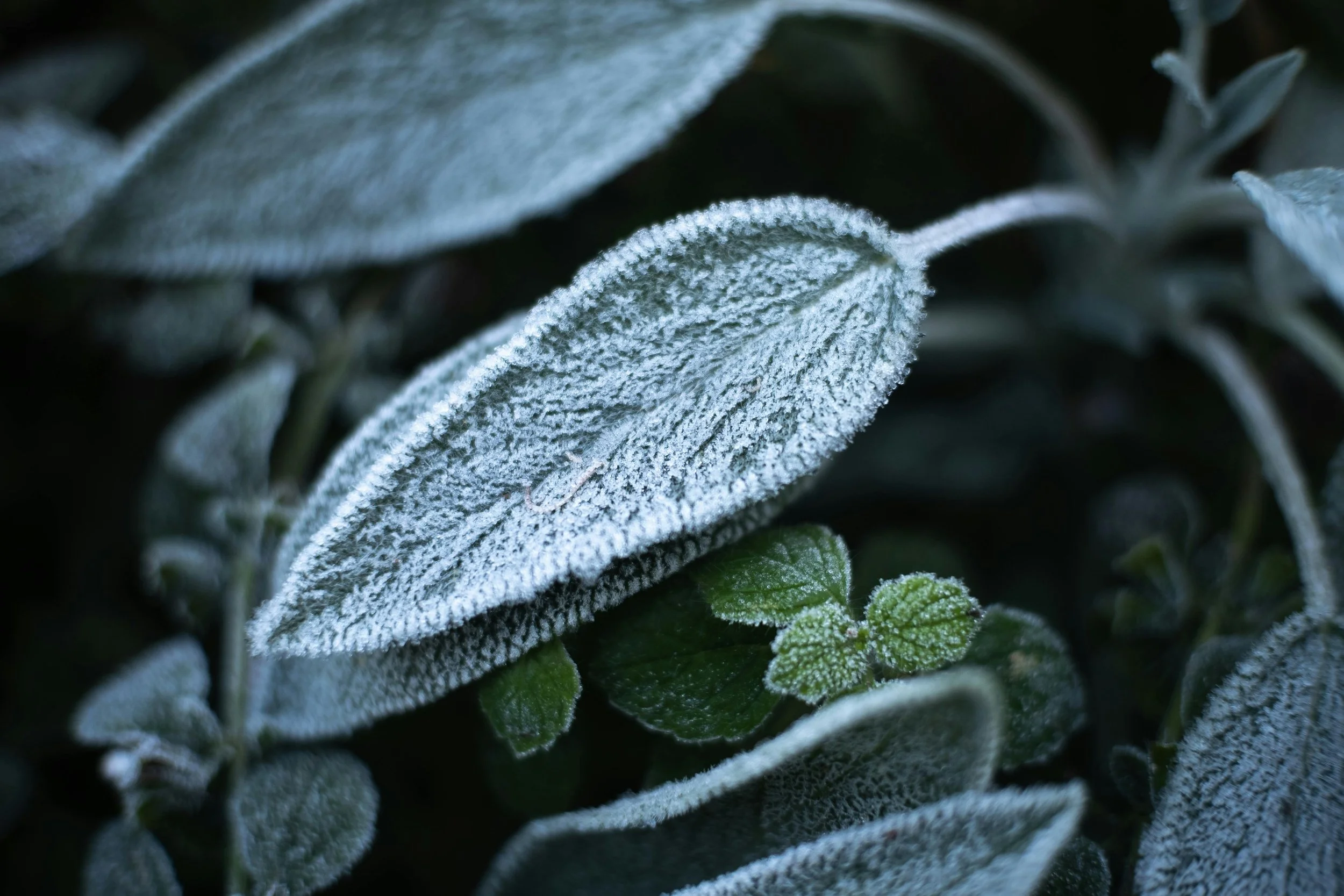 How to Protect Plants from Frost: Rapid Response Triage for Frost and Hail Damage