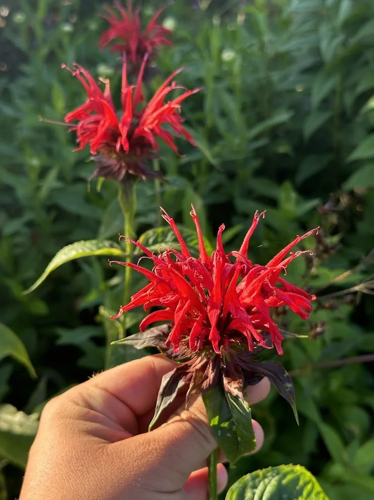 hand holding red plant demonstrating blog topic on - how to attract birds to your yard