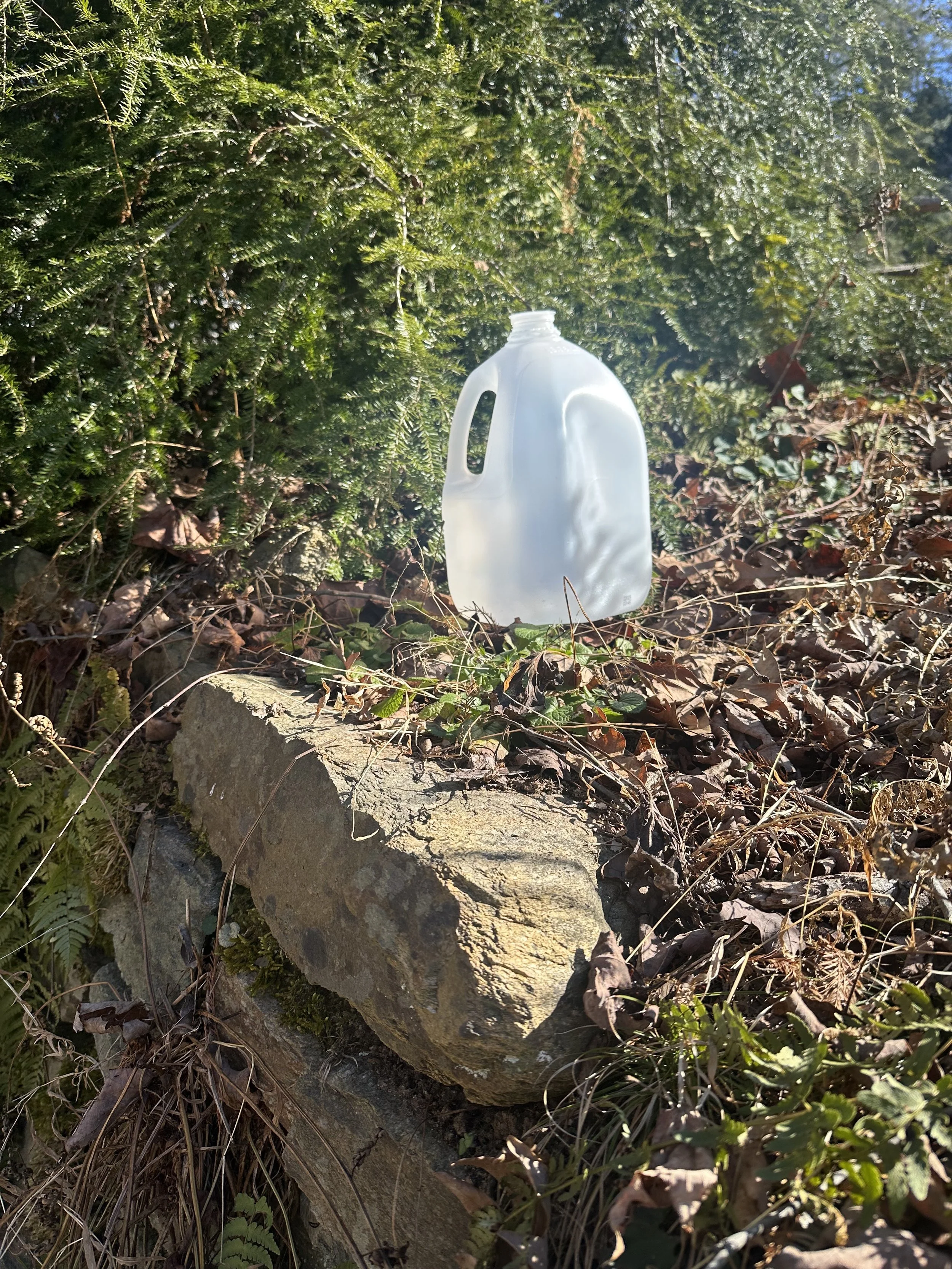 milk jug in nature demonstrating blog topic on - Winter Sowing in Milk Jugs: A Low-Tech Way to Start Hardy Seeds