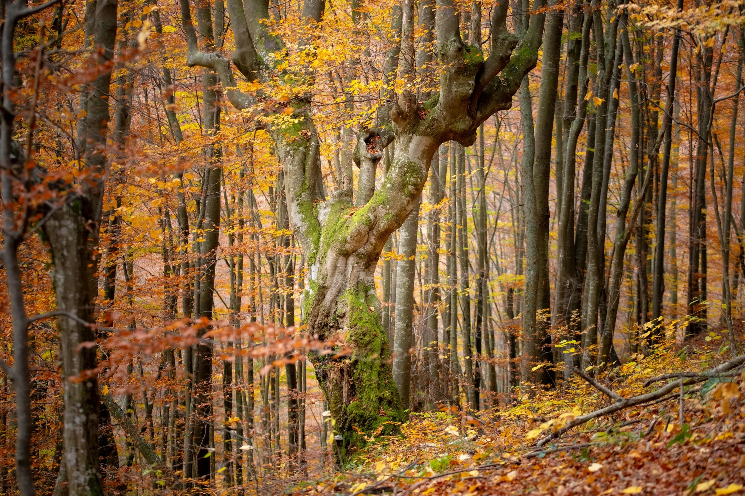 image of tree in fall demonstrating blog topic on - Phenology Journal — Building a Seasonal Garden Log in Blue Ridge