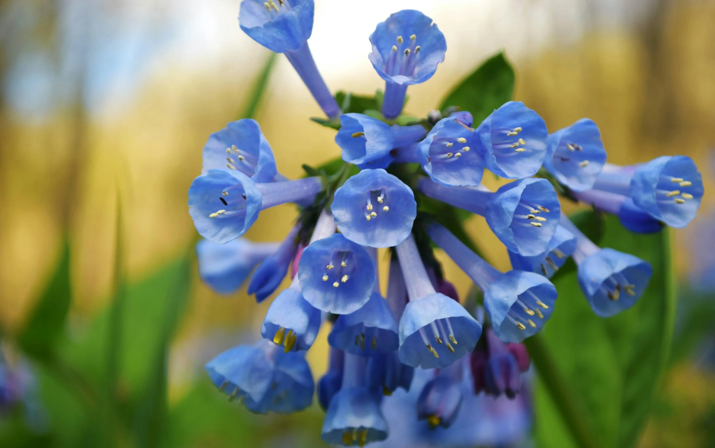 virginia bluebells demonstrating blog topic on Spring Ephemerals: Designing a Woodland Garden That Peaks Before the Canopy Closes