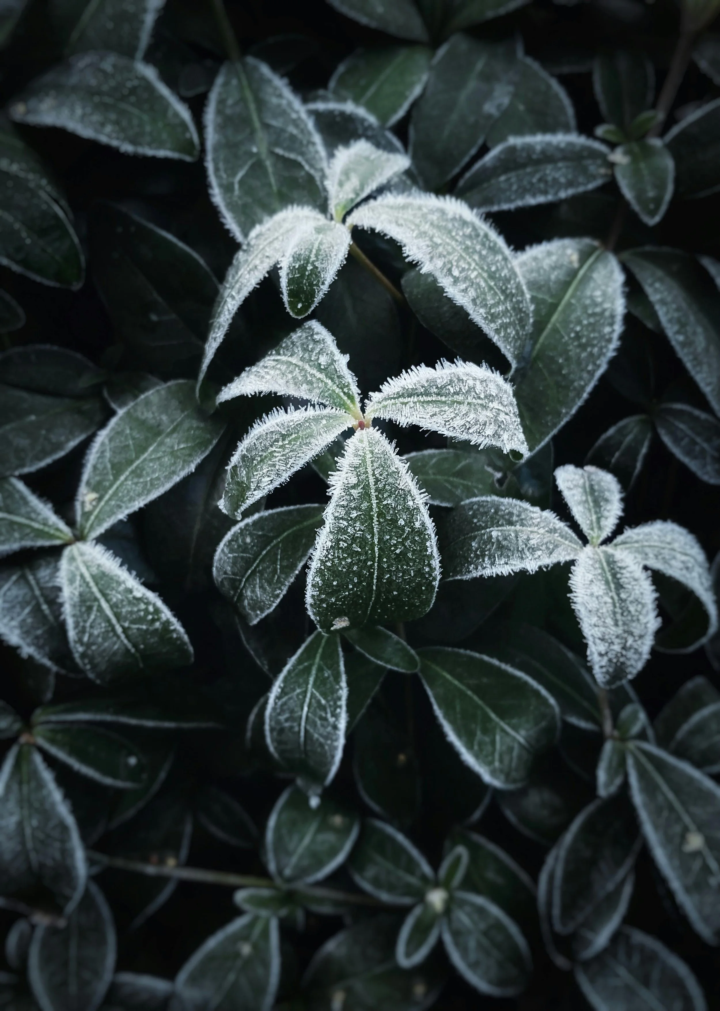 plant with frost demonstrating blog topic on How to Protect Plants from Frost