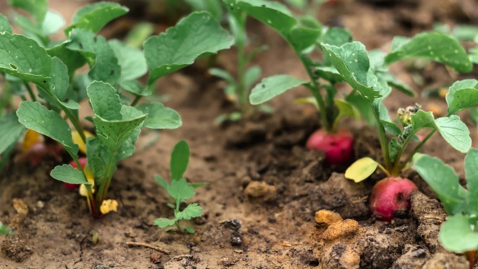 radishes in garden demonstrating blog topic on Soil Compaction in Beds and Paths: Symptoms, Causes, and Low Tech Fixes