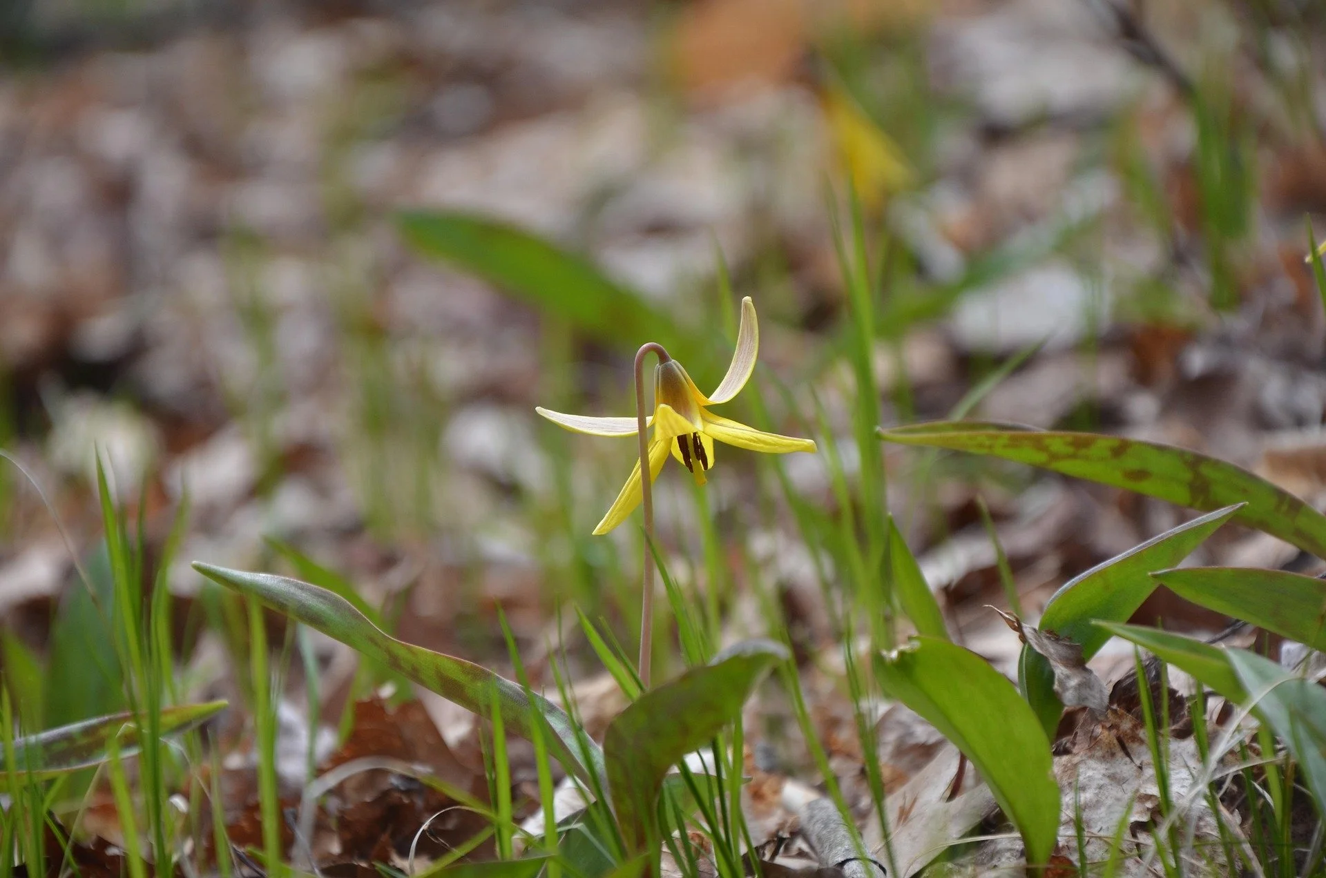 yellow trout lily demonstrating blog topic on Spring Ephemerals: Designing a Woodland Garden That Peaks Before the Canopy Closes