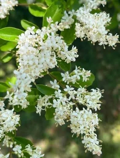 Privet Ligustrum demonstrating blog topic on How to Remove Invasive Plants in the Blue Ridge