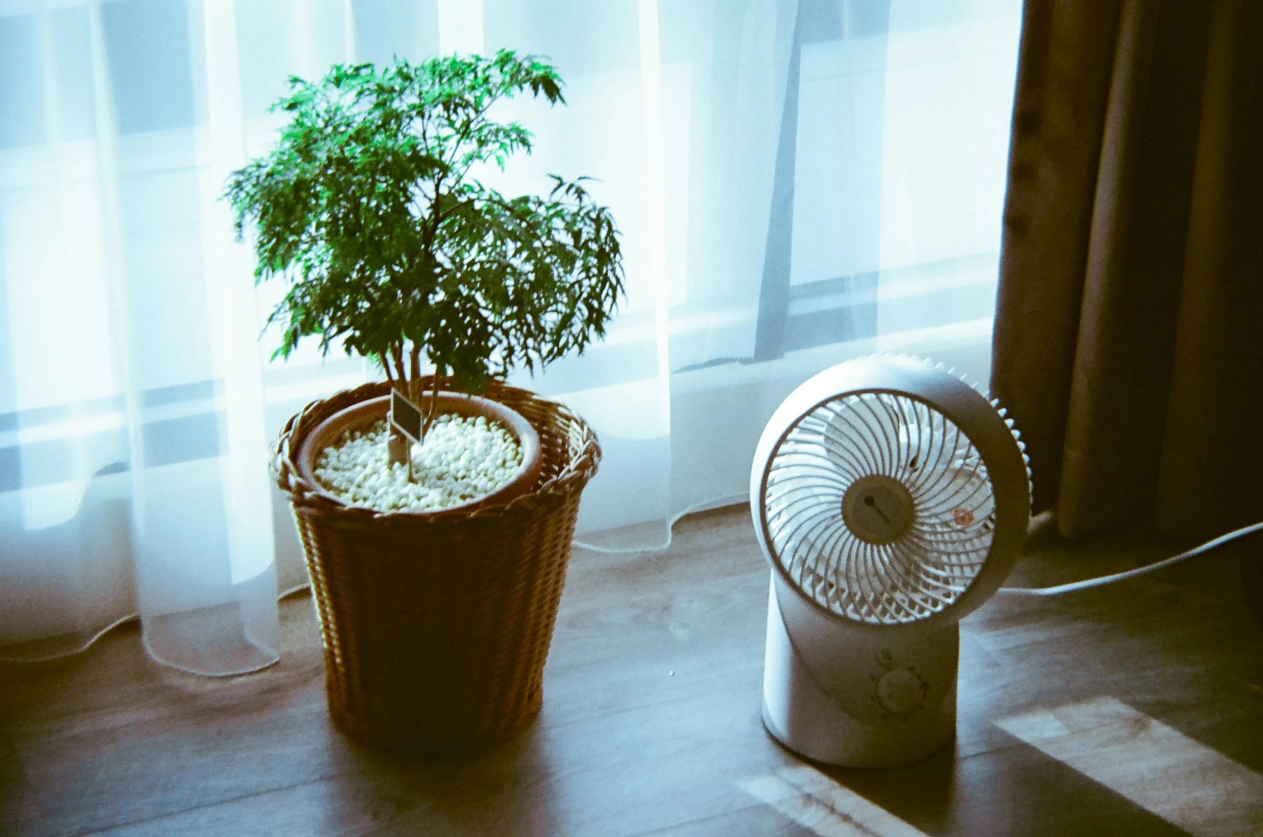 plant and a fan demonstrating blog topic on - Winter Houseplant Care -  Light, Humidity, and Airflow in the Dark Months