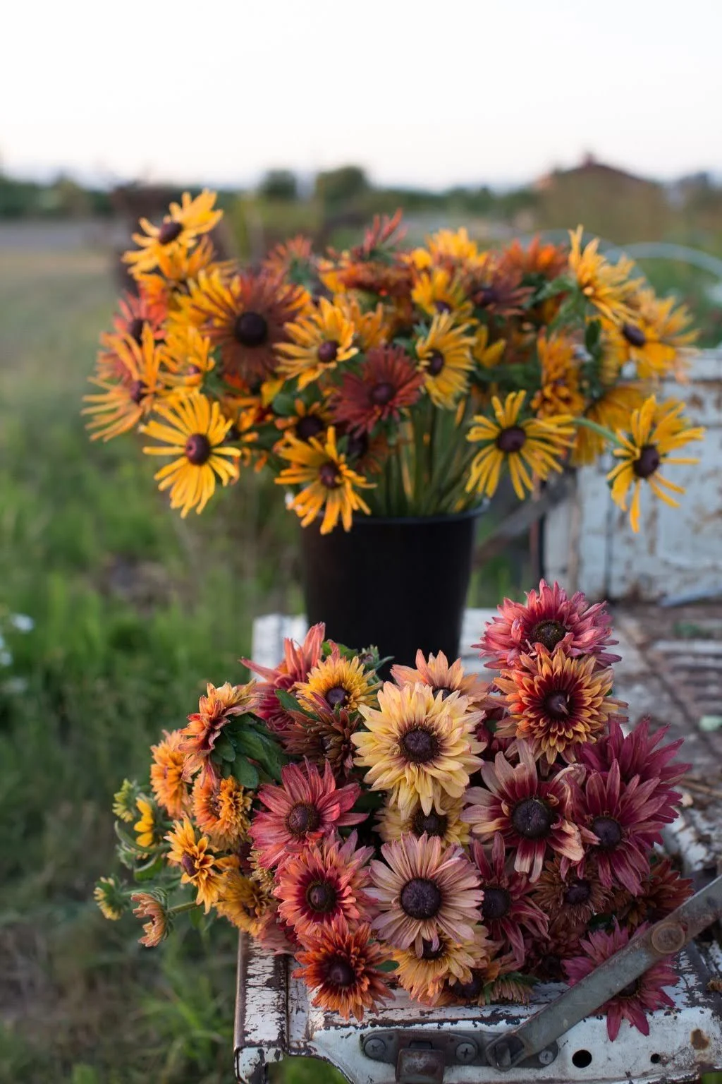 Rudbeckia flowers demonstrating blog topic on The Cut-Flower Garden: A Low-Stress Plan for Bouquets From July to Frost
