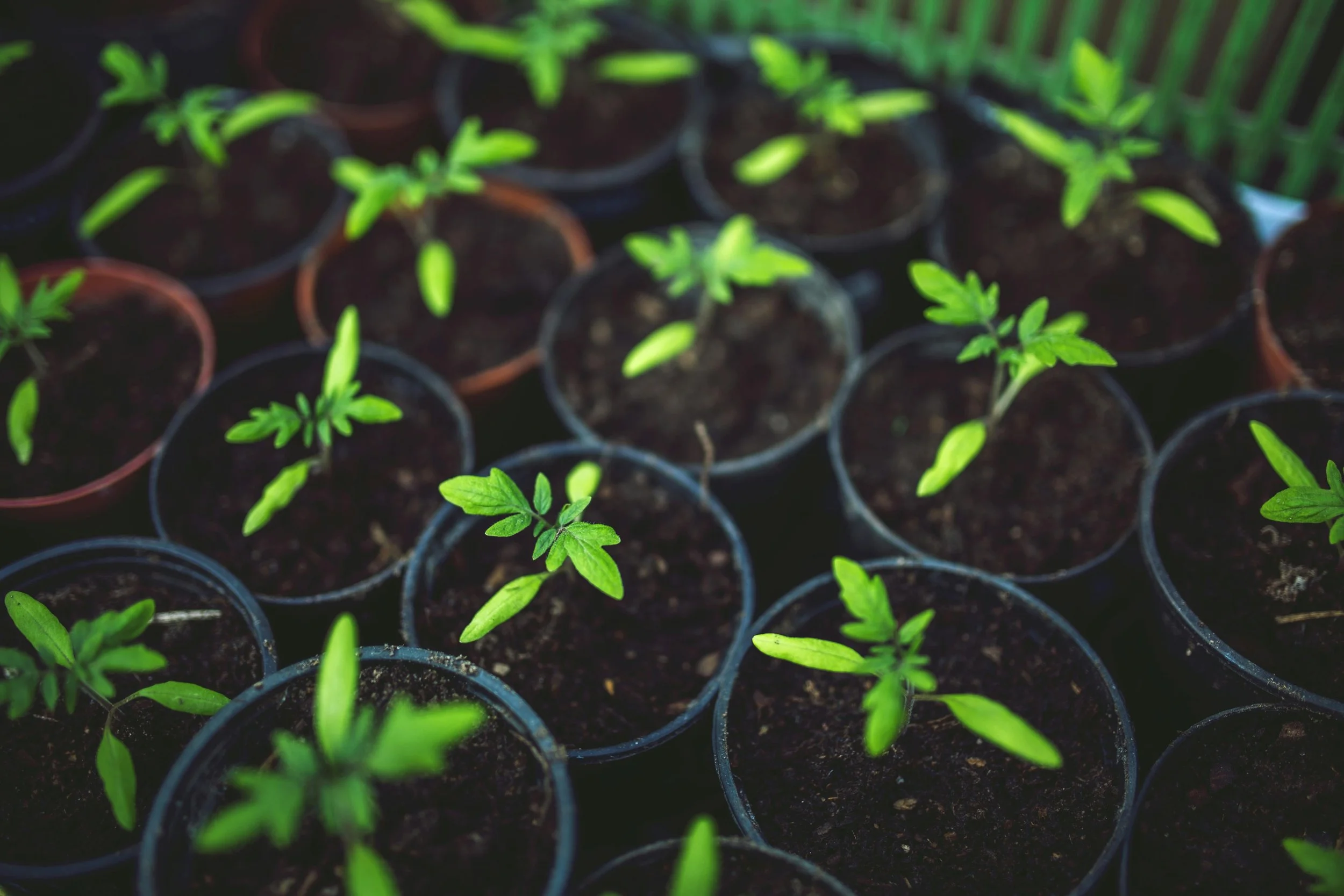 individual seedlings in pots demonstrating blog topic on - How to Harden Off Seedlings: Preventing Sunscald, Windburn, and Transplant Shock
