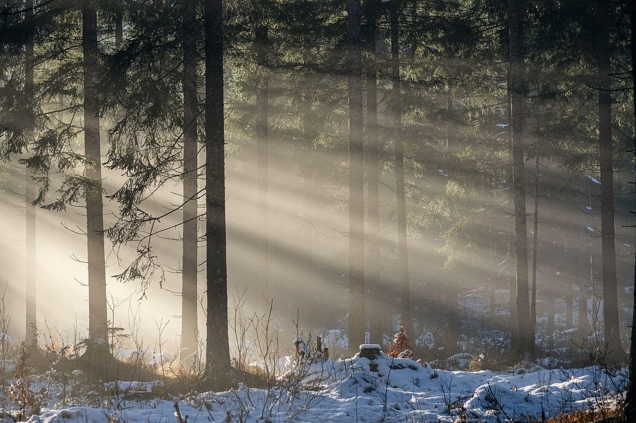 snow covered forest with sunlight beaming through trees demonstrating blog topic on - Reading Your Yard’s Microclimates: Slope Gardening, Frost Pockets, and Windbreaks