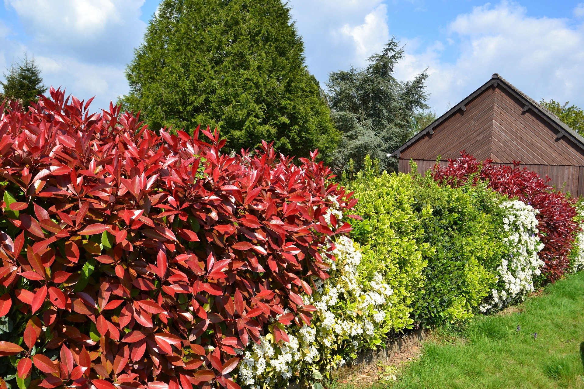 variety of hedges demonstrating blog topic on - Edges That Work: Hedgerows, Living Fences, and Habitat Strips for Beneficials