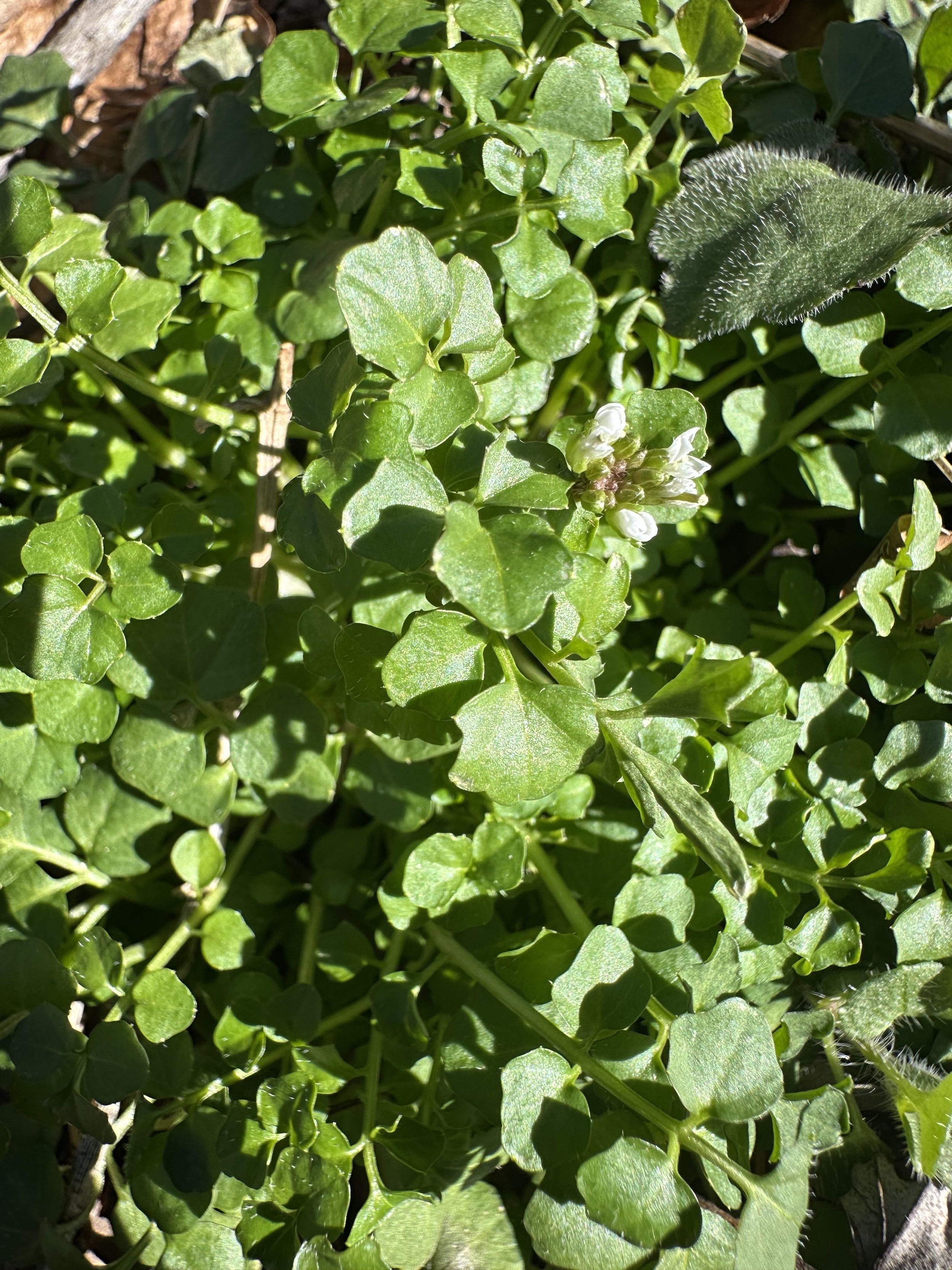 assorted plants demonstrating blog topic on - Winter Sowing in Milk Jugs: A Low-Tech Way to Start Hardy Seeds