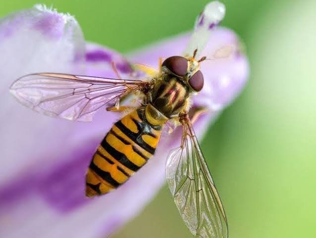 Hover Fly Allograpta obliqua demonstrating blog topic on Beneficial Insects for Gardens: Not Just Ladybugs—Building a Predator-Friendly Space