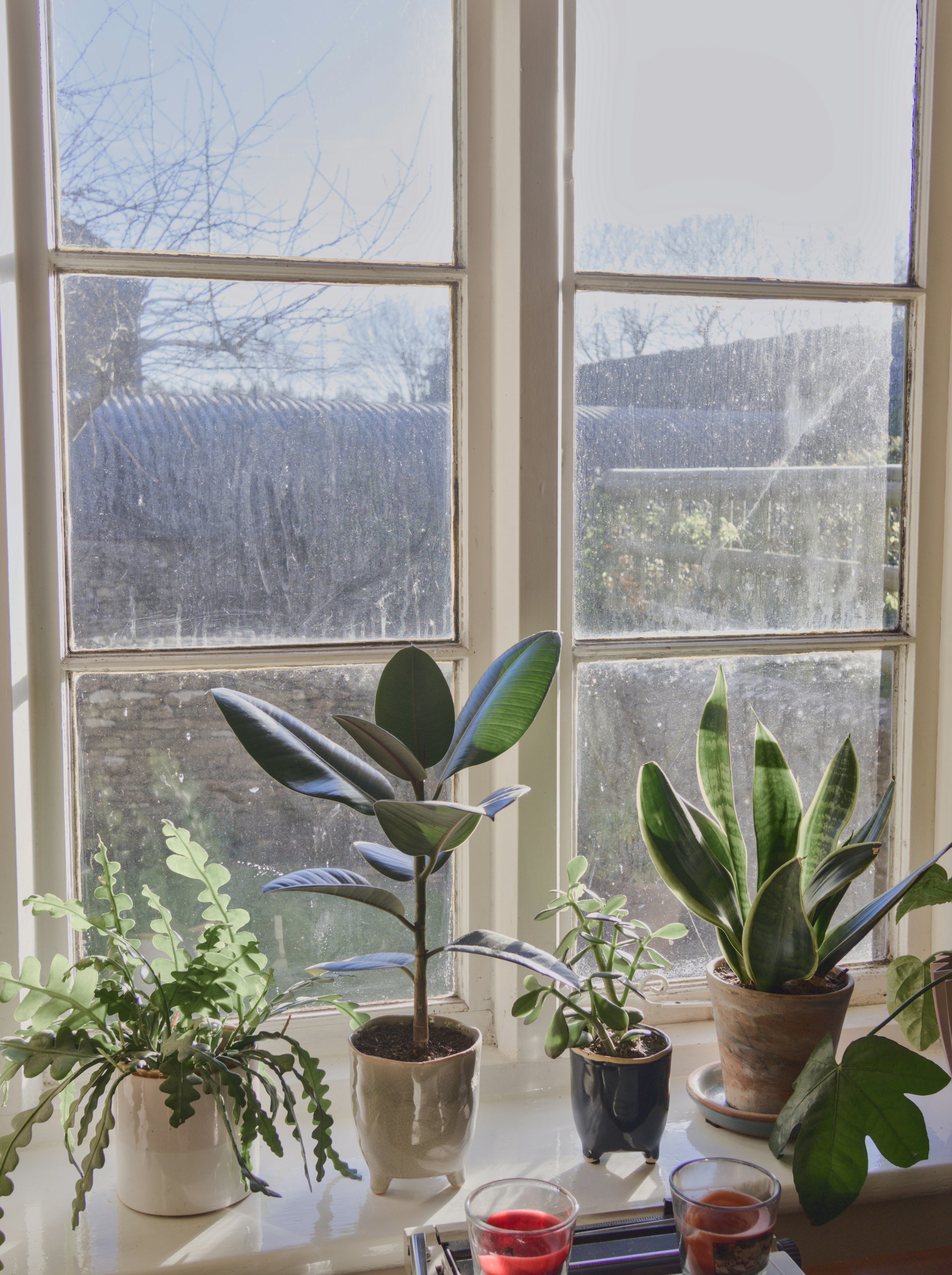 houseplants by the window demonstrating blog topic on - Winter Houseplant Care -  Light, Humidity, and Airflow in the Dark Months