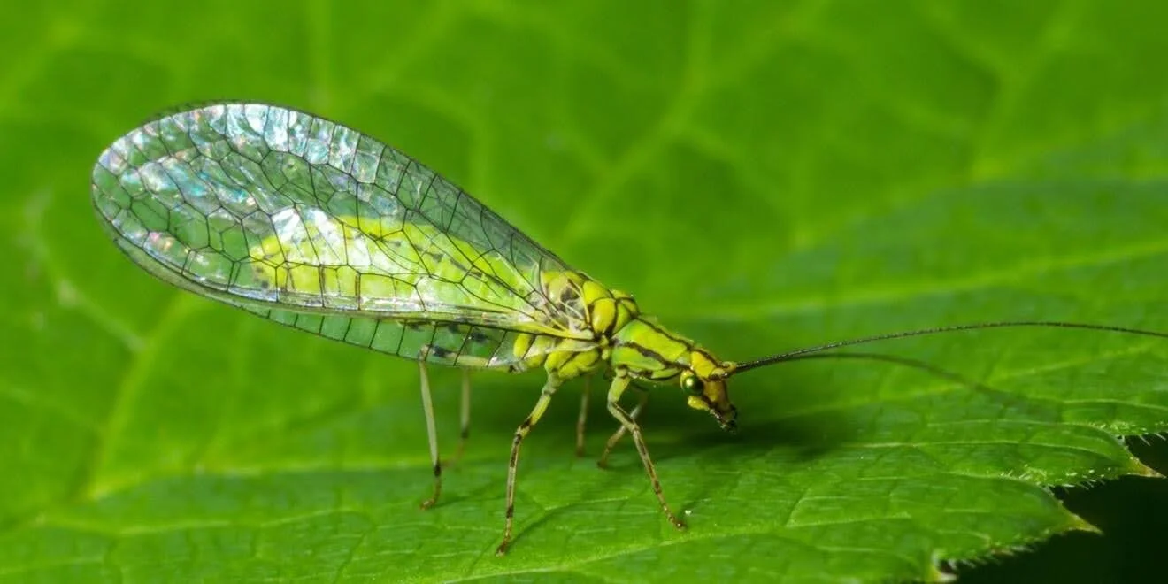 Lacewing Chrysoperla carnea demonstrating blog topic on Beneficial Insects for Gardens: Not Just Ladybugs—Building a Predator-Friendly Space
