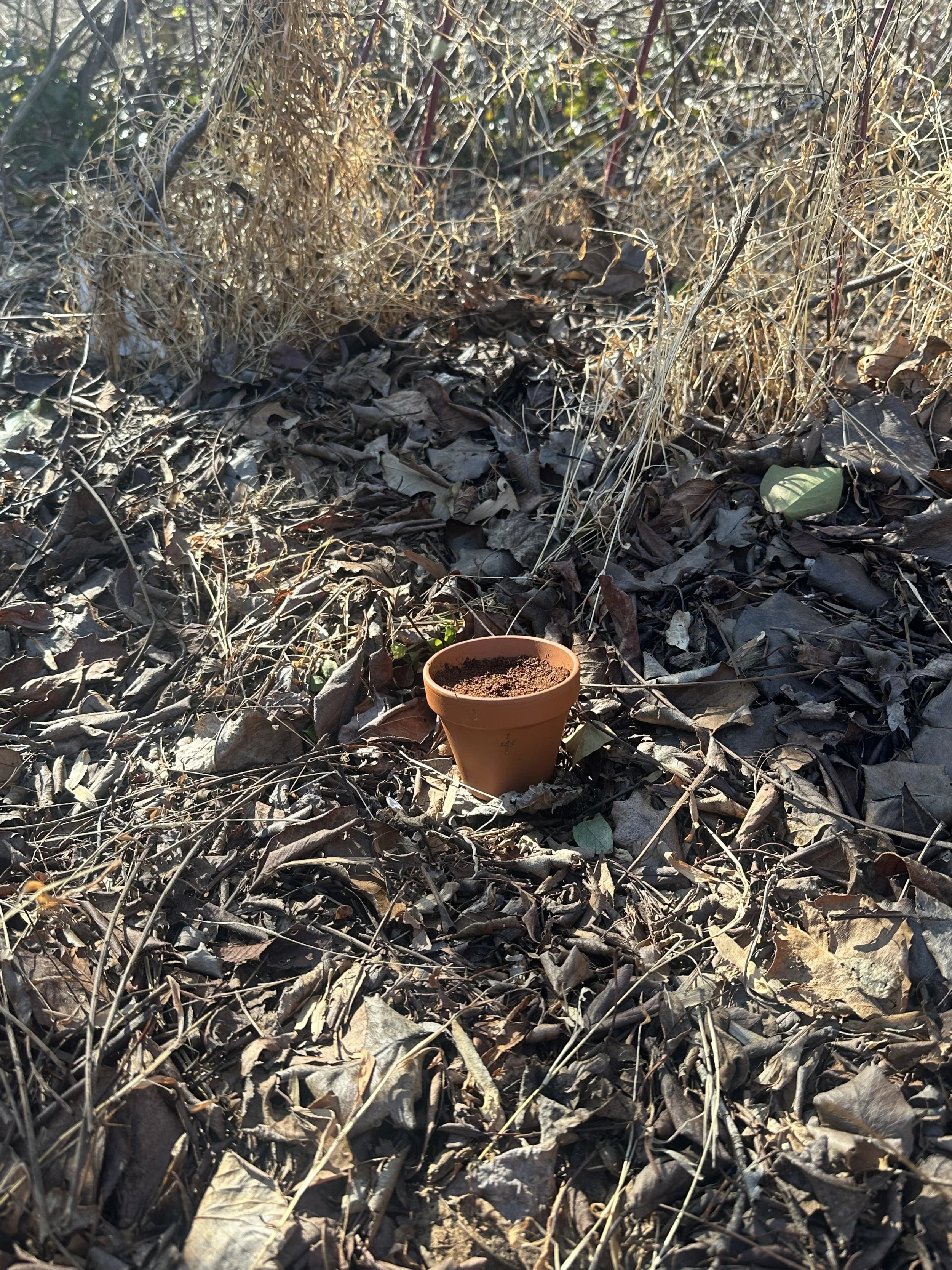potted plant outside demonstrating blog topic on How to Cold Stratify Seeds — Starting Native Seeds the Reliable Way