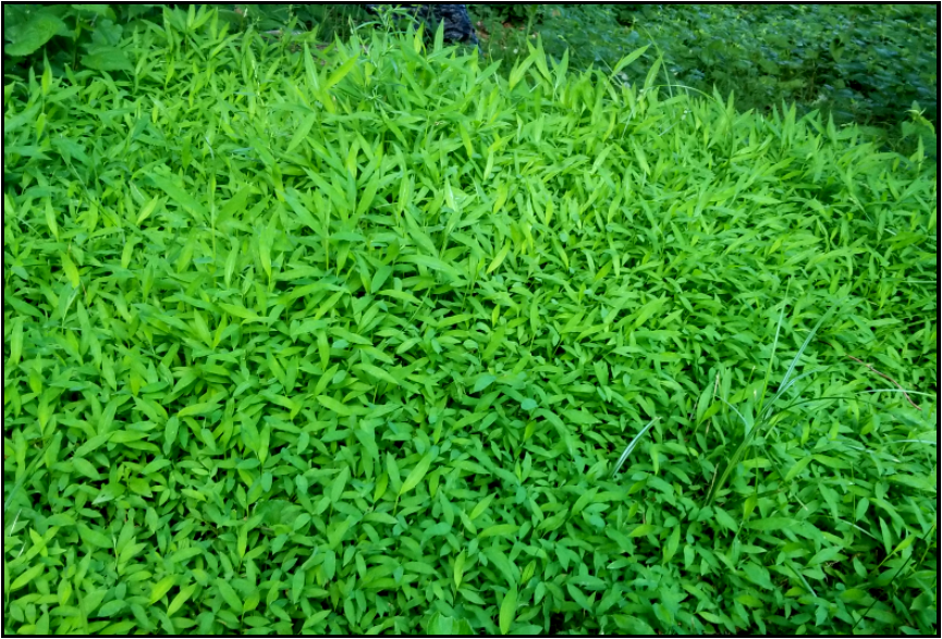 Japanese Stillgrass Microstegium vimineum demonstrating blog topic on How to Remove Invasive Plants in the Blue Ridge