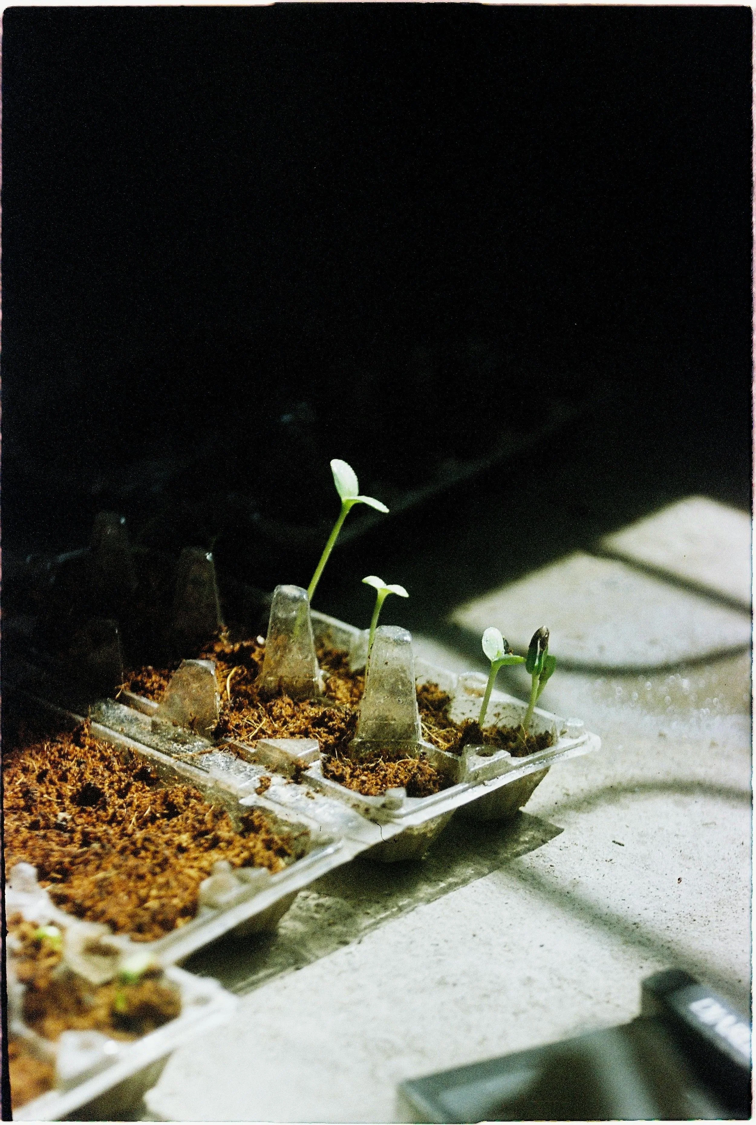seedlings sprouting demonstrating blog topic on How to Cold Stratify Seeds — Starting Native Seeds the Reliable Way