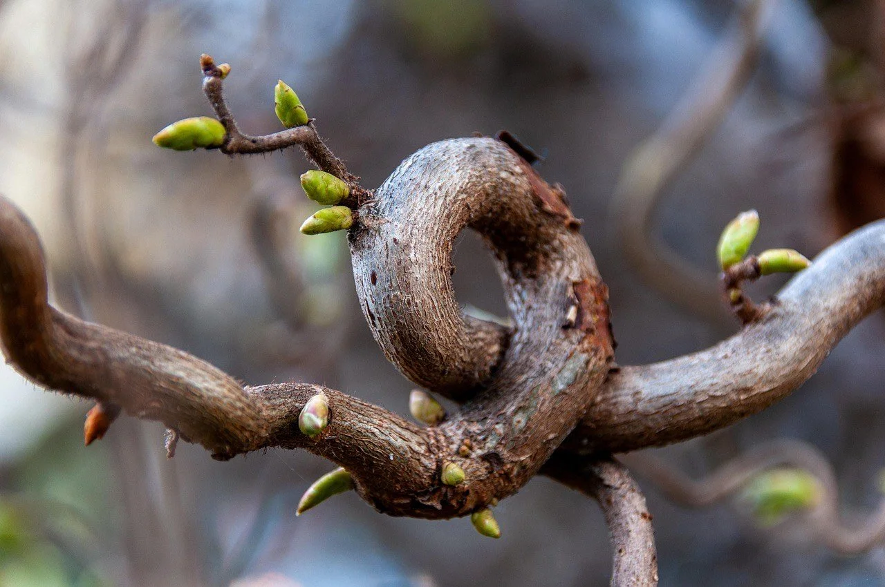 tree branch growing in a spiral demonstrating blog topic on - How to Graft a Fruit Tree: Why (and When) to Topwork Fruit Trees in Appalachia