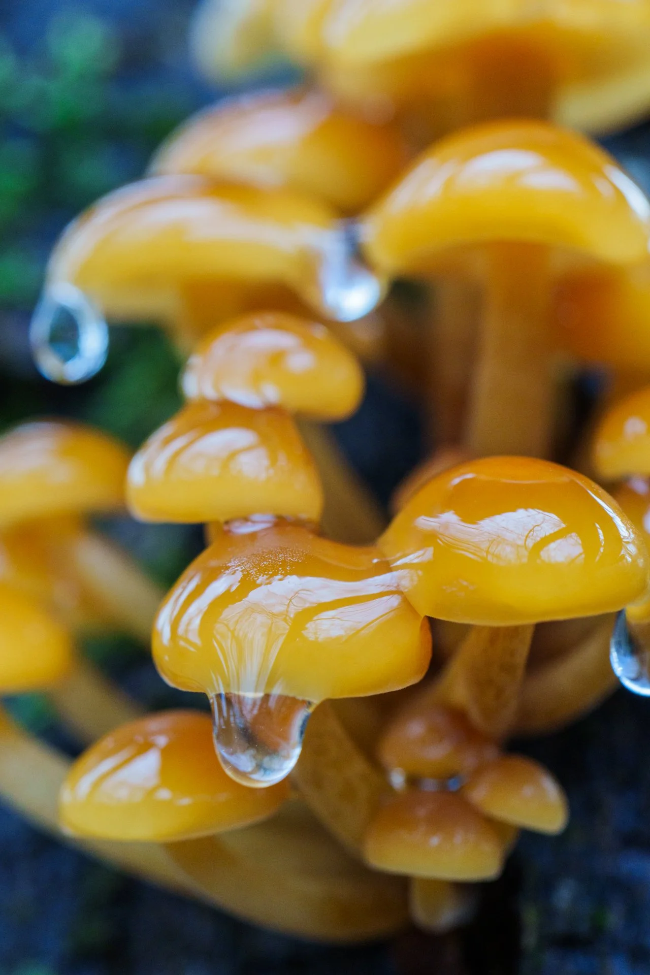 Flammulina velutipes09122023_1319.jpg