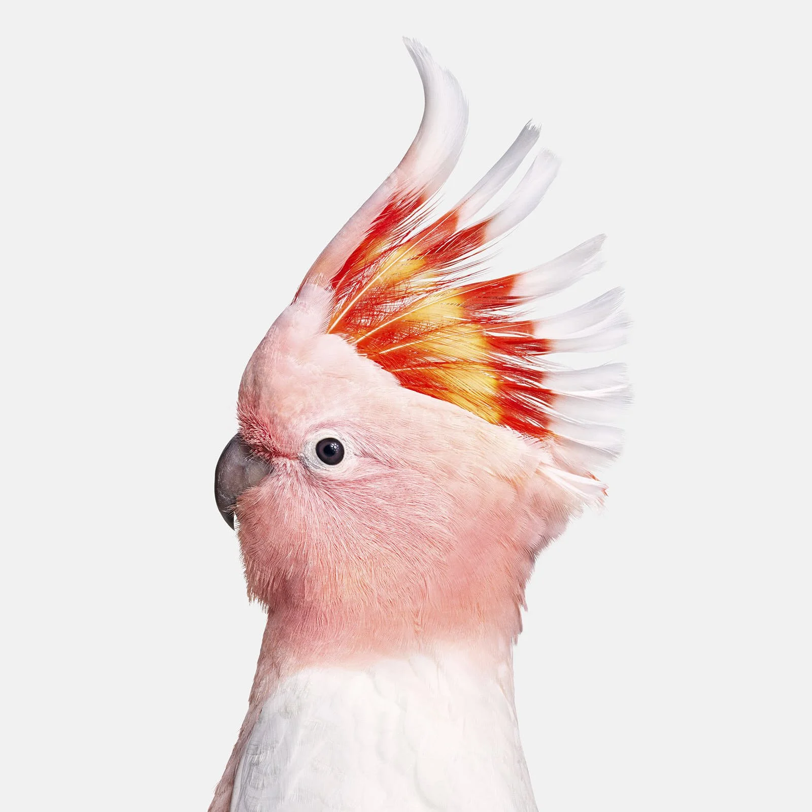 Pink Cockatoo