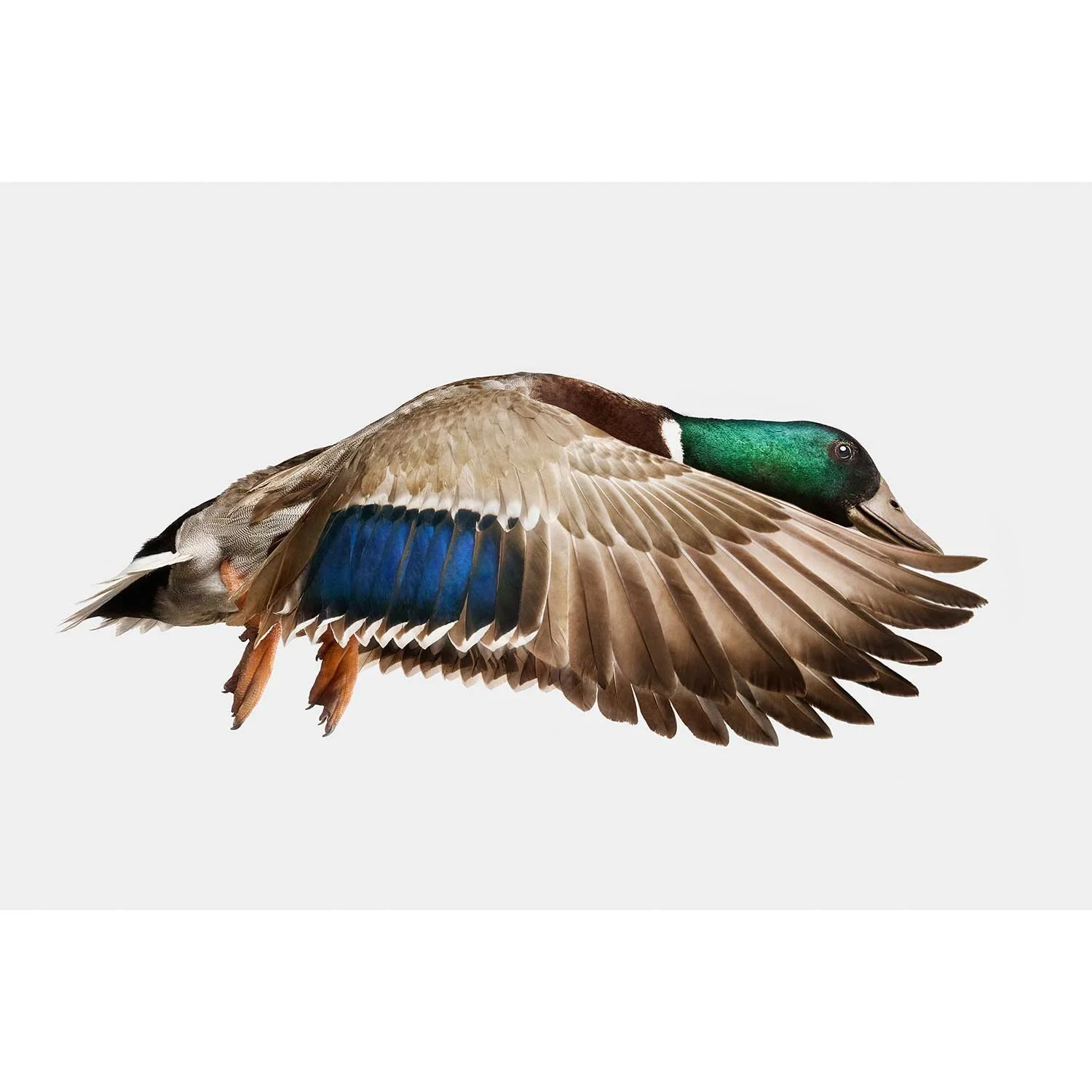 Gray Mallard Duck in Flight