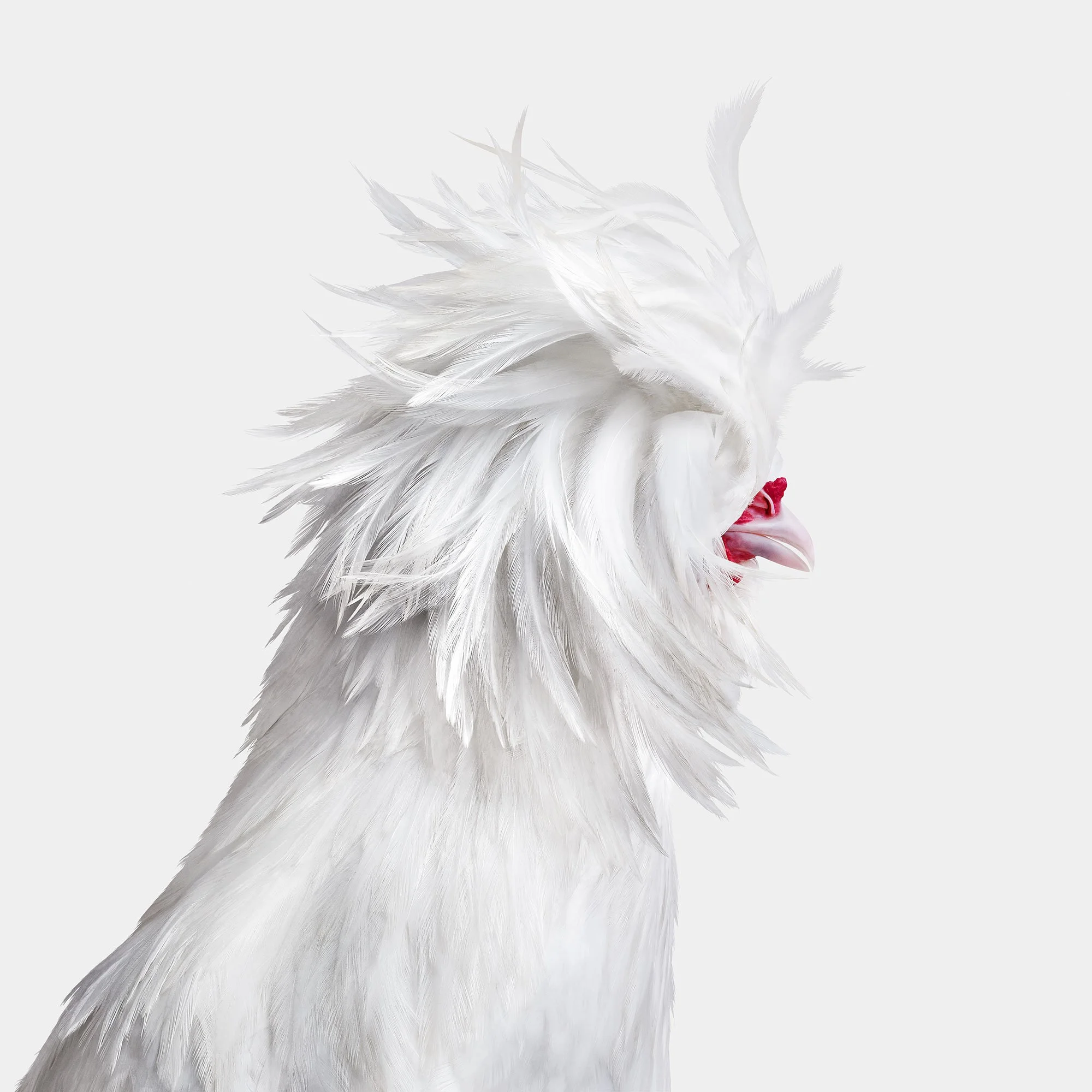 061923_Poultry_Denison8634-topaz-enhance-2x_W2_White.jpg