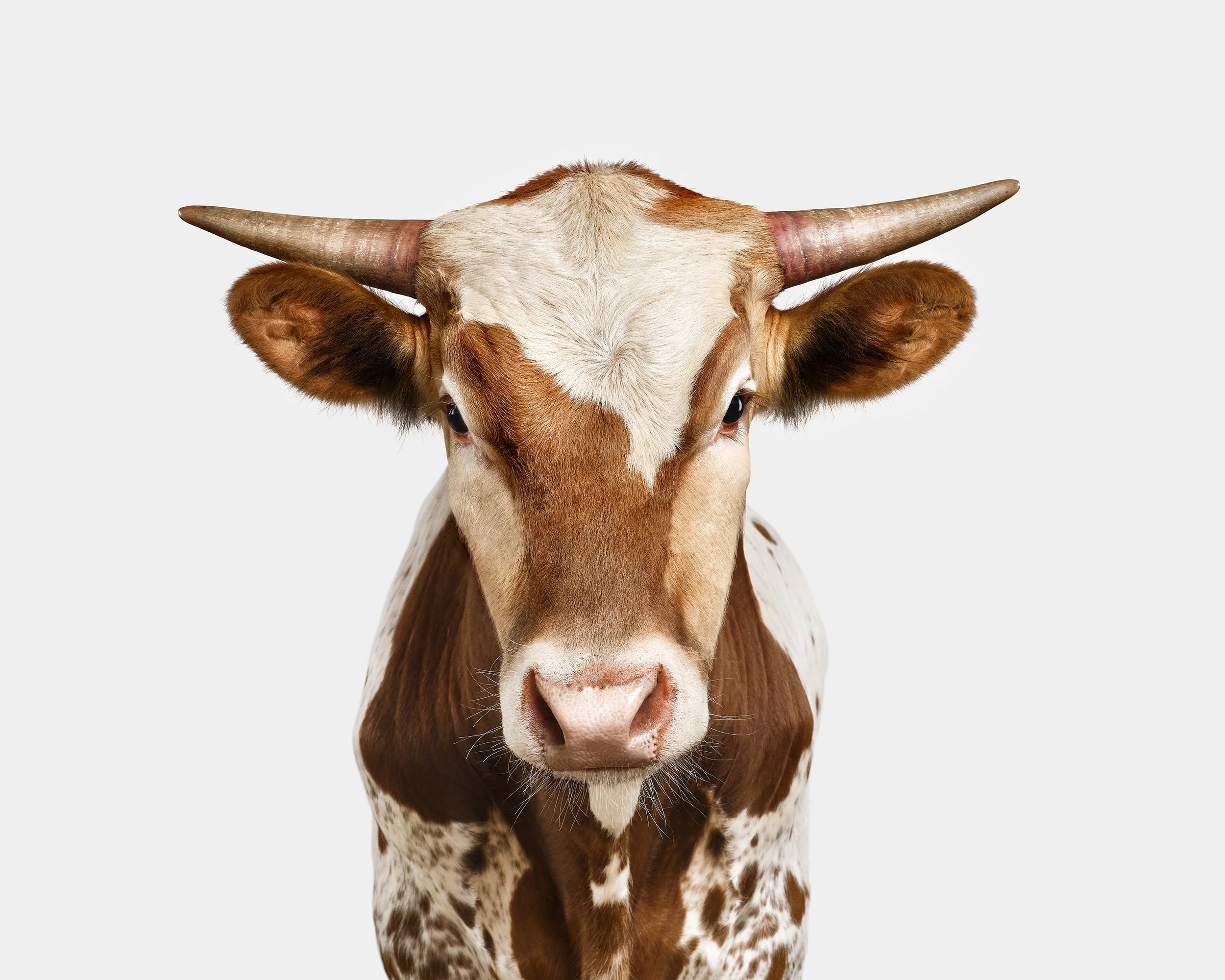 Ford-Longhorns-Rodeo-0216_W4.jpg