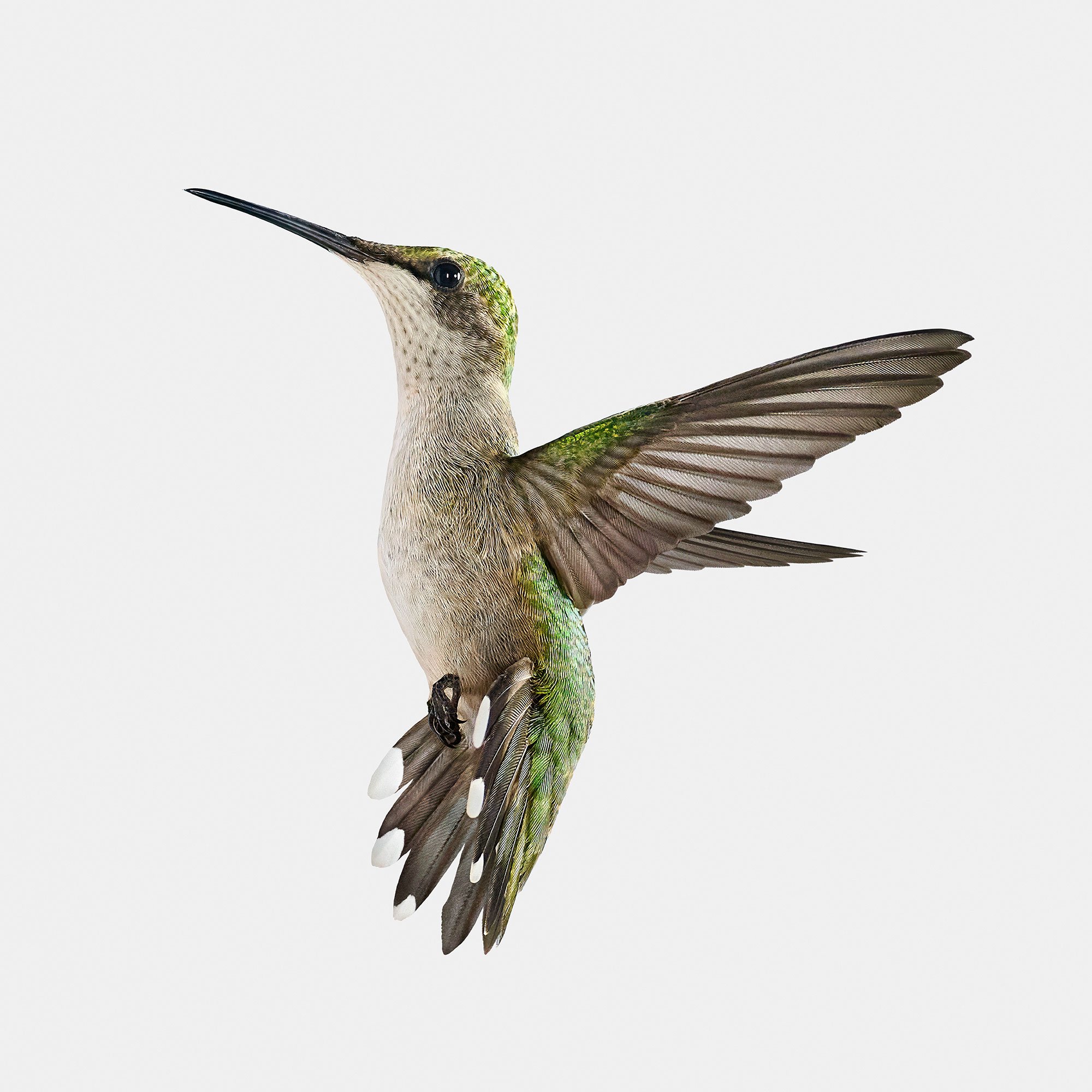 Humming-Bird-W6_SIMPLIFIEd_40x40_Crp.jpg