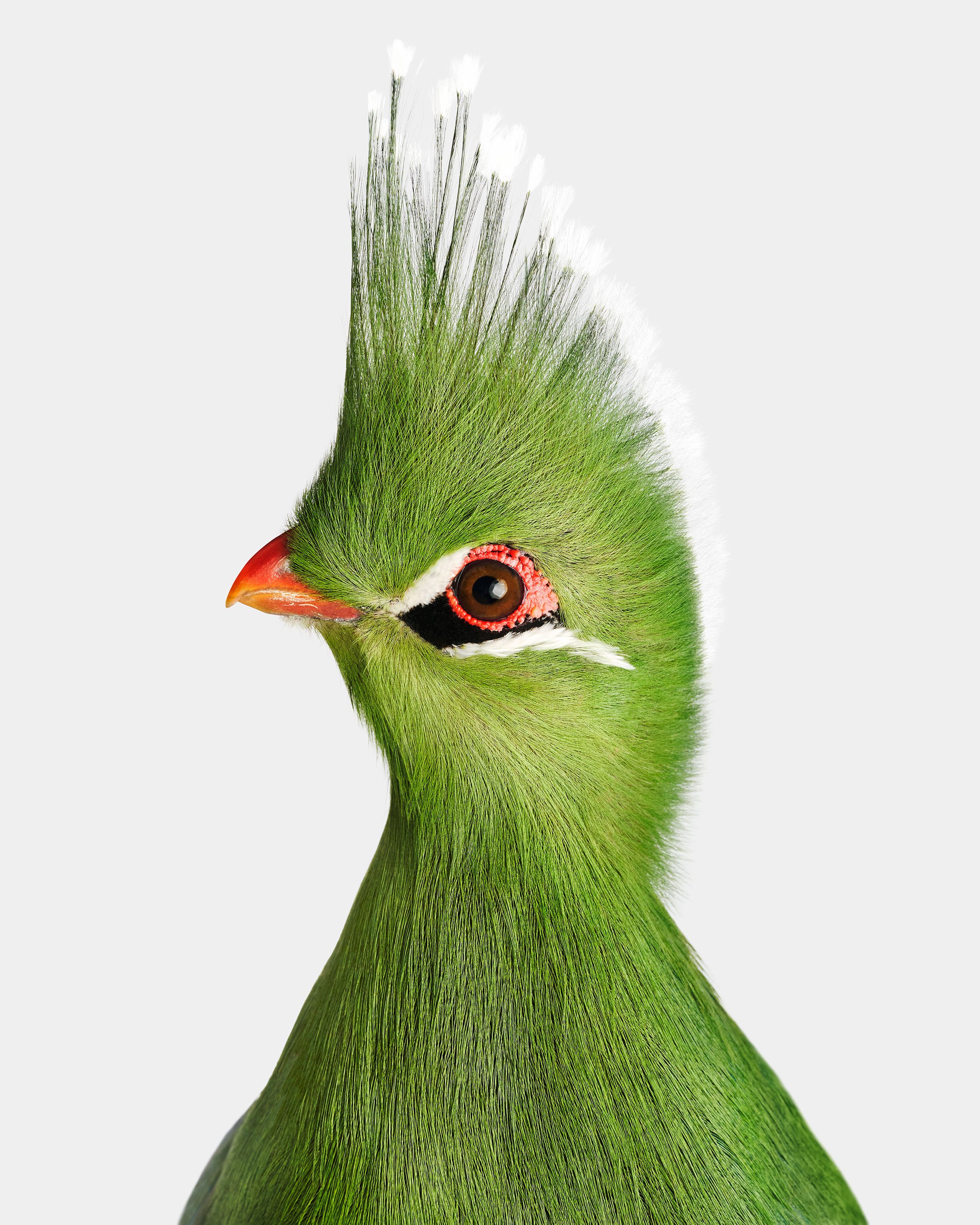 08_Livingstone_Turaco_1140_W2.jpg